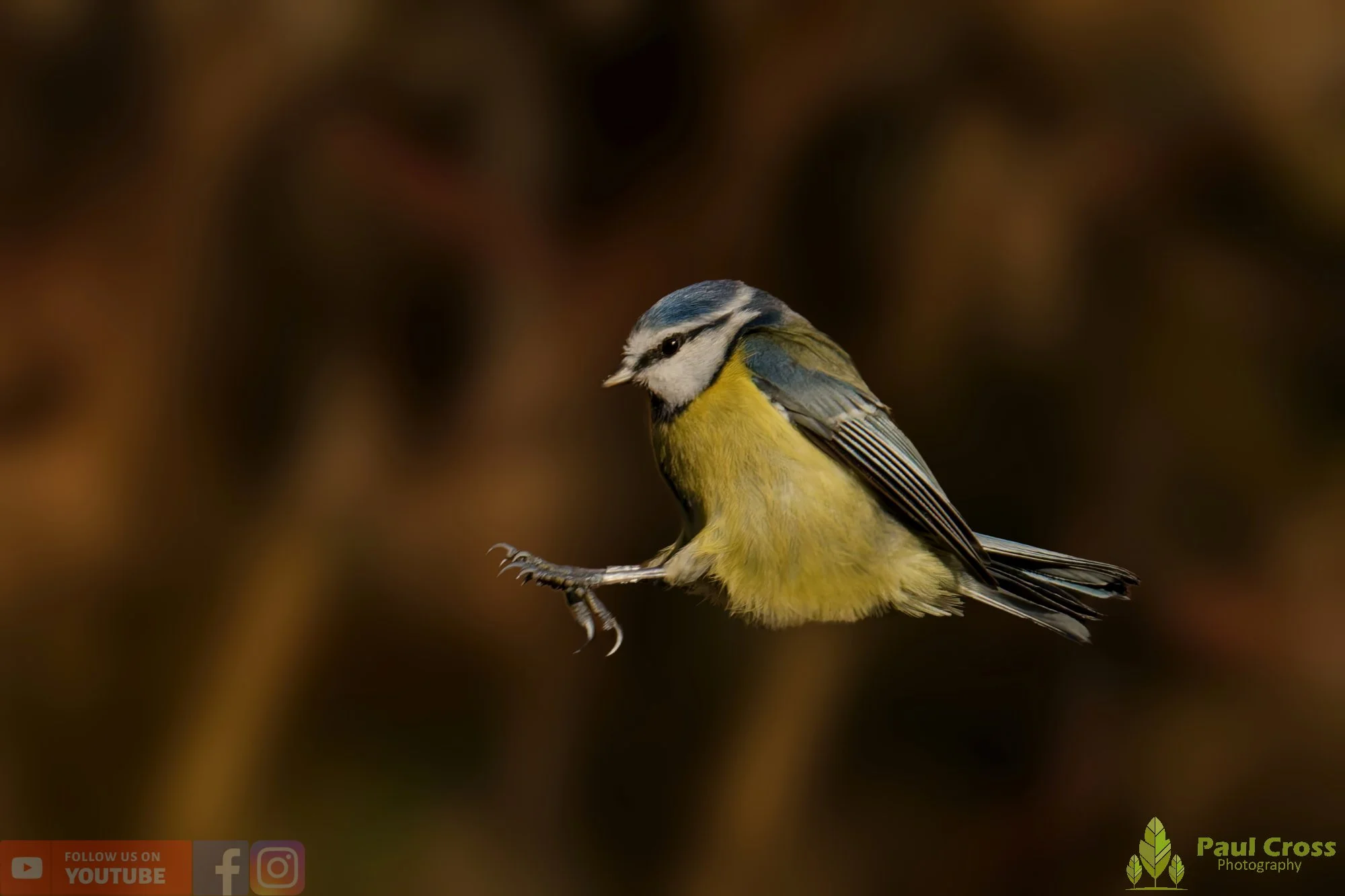 Blue Tit-01041.jpg