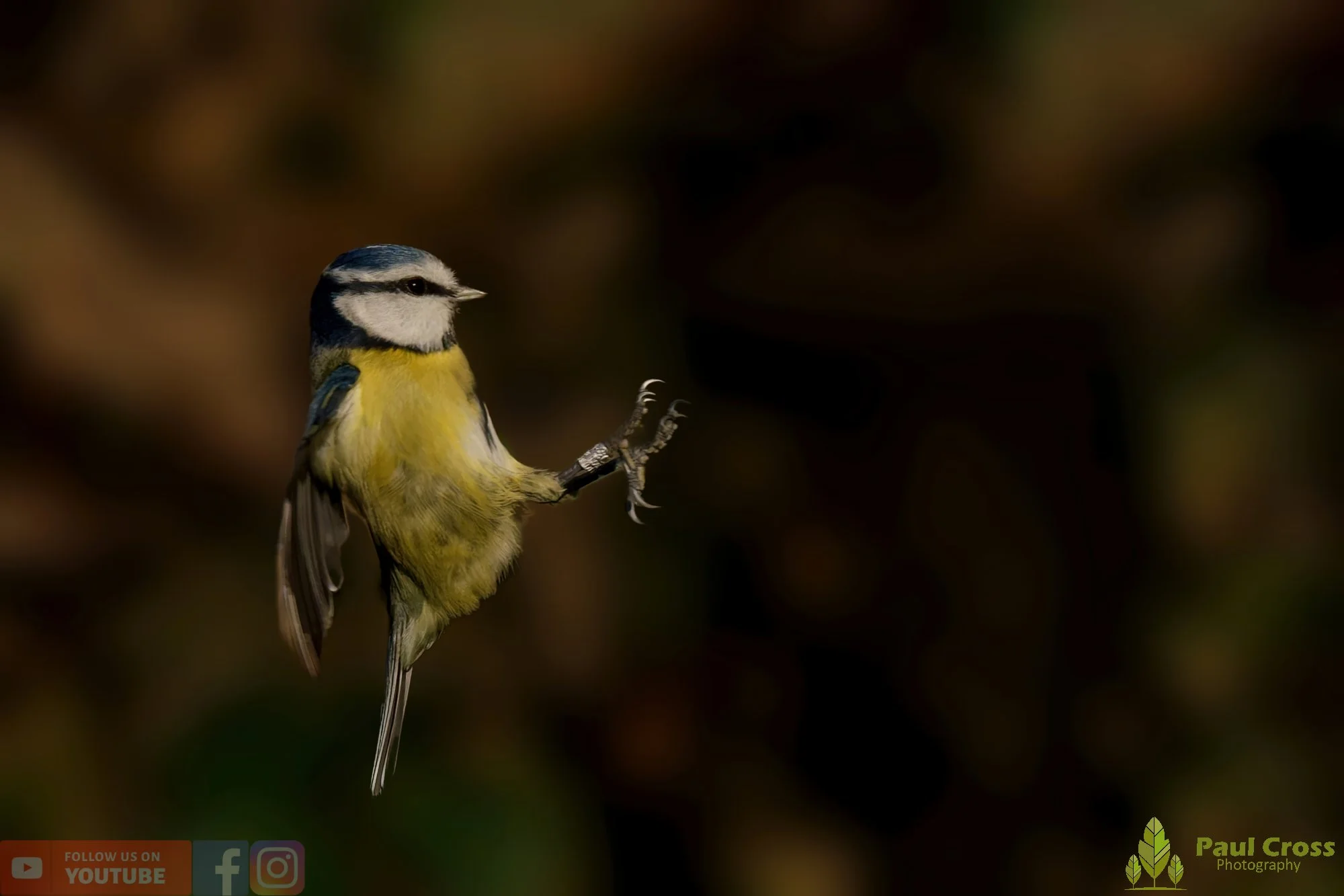 Blue Tit-01043.jpg