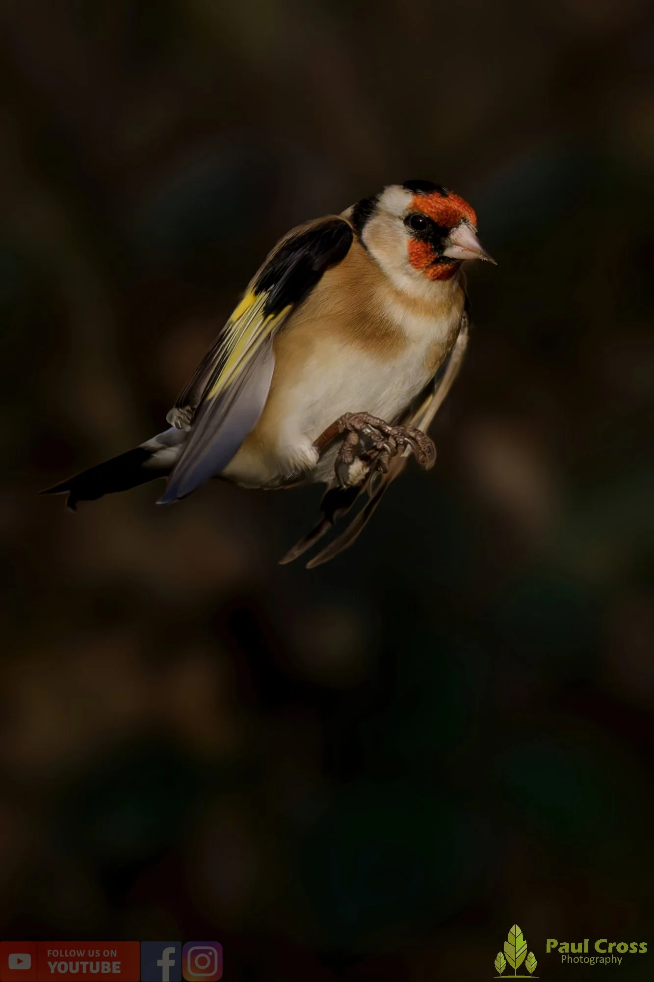 Goldfinch-00260.jpg