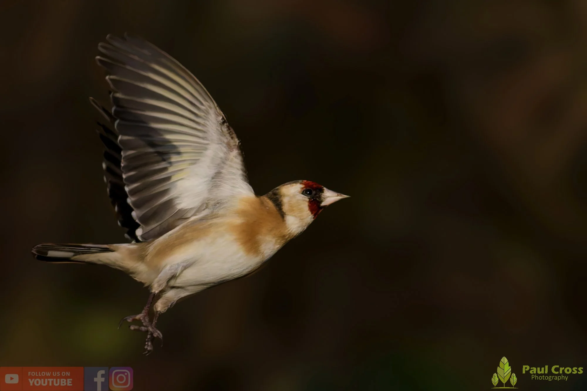 Goldfinch-00261.jpg