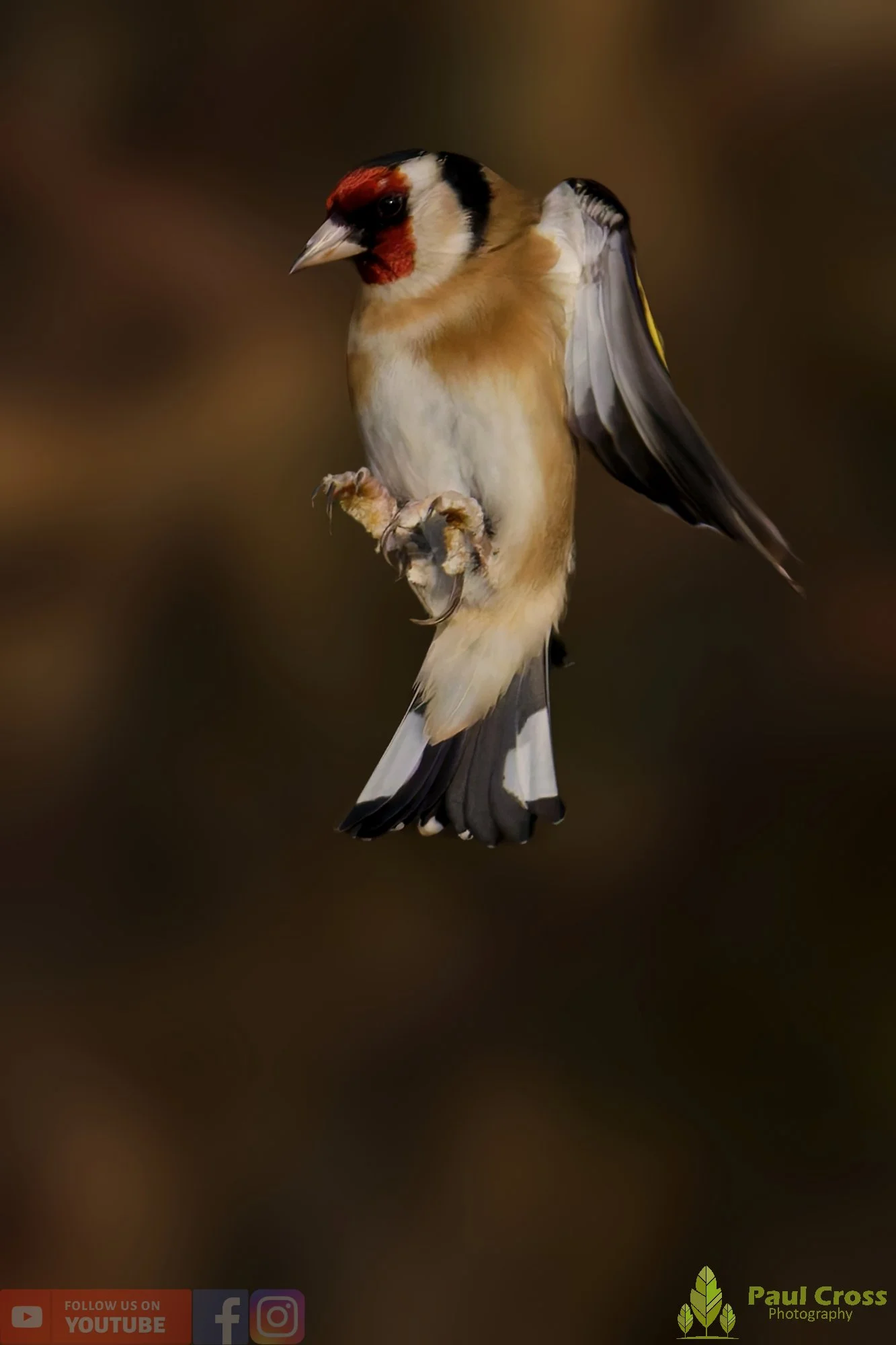 Goldfinch-00262.jpg