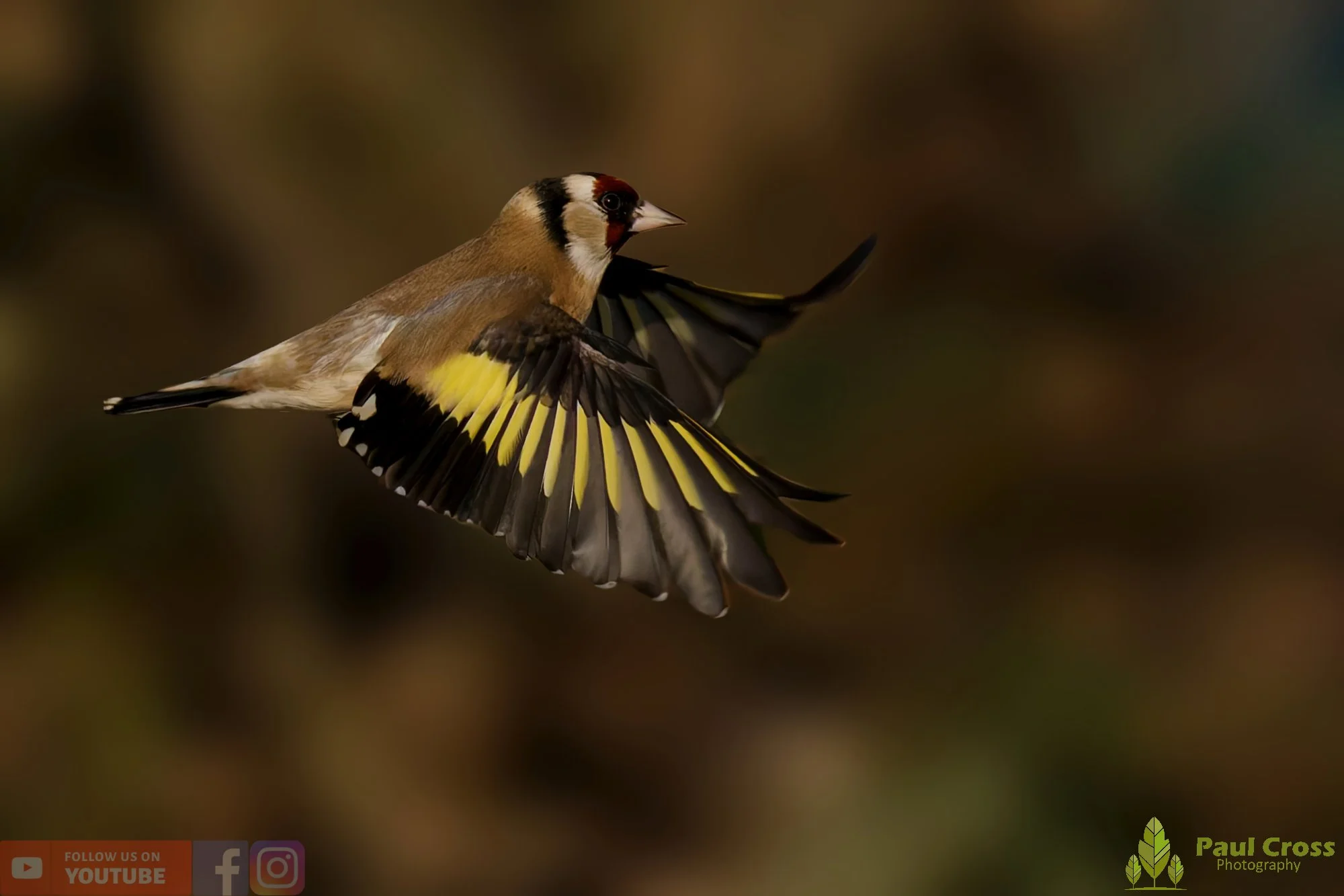 Goldfinch-00263.jpg
