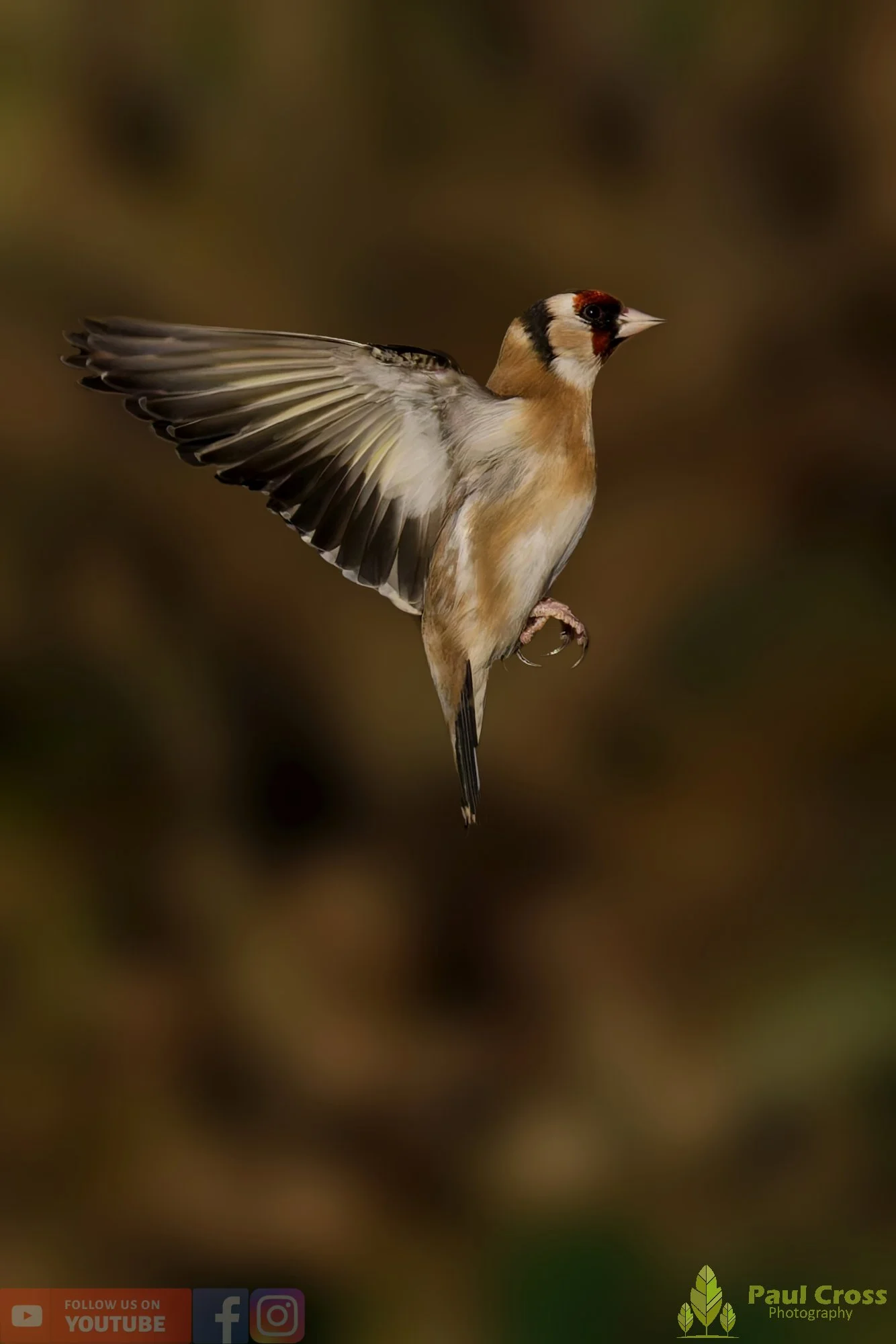 Goldfinch-00264.jpg