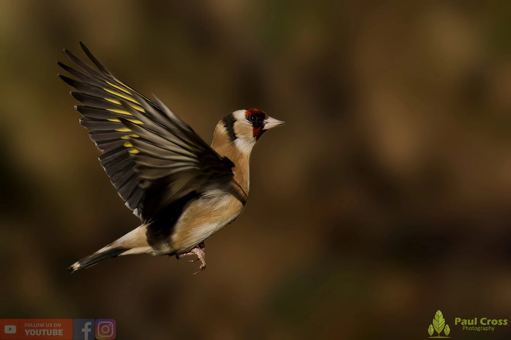 Goldfinch-00265.jpg