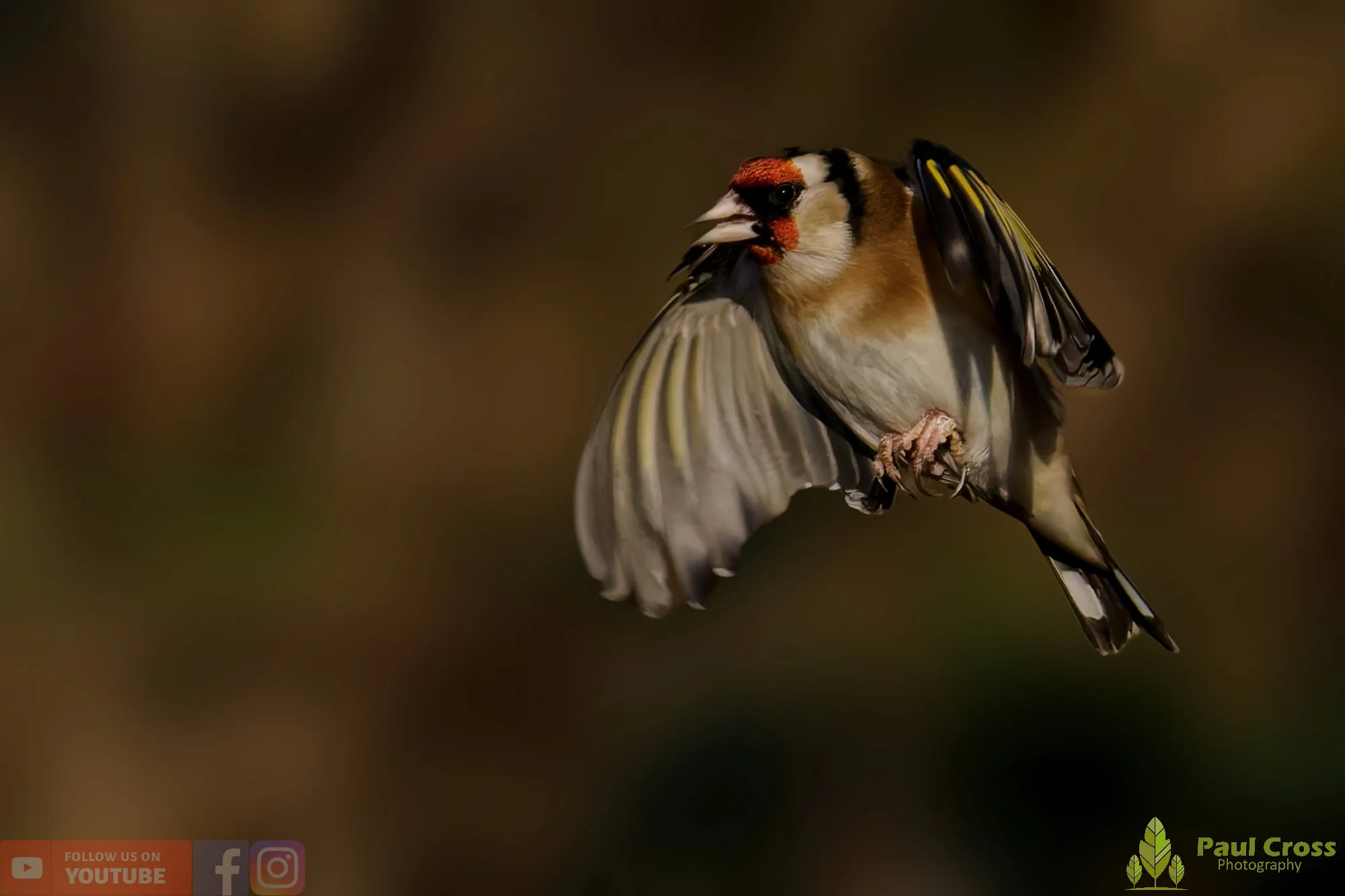 Goldfinch-00266.jpg