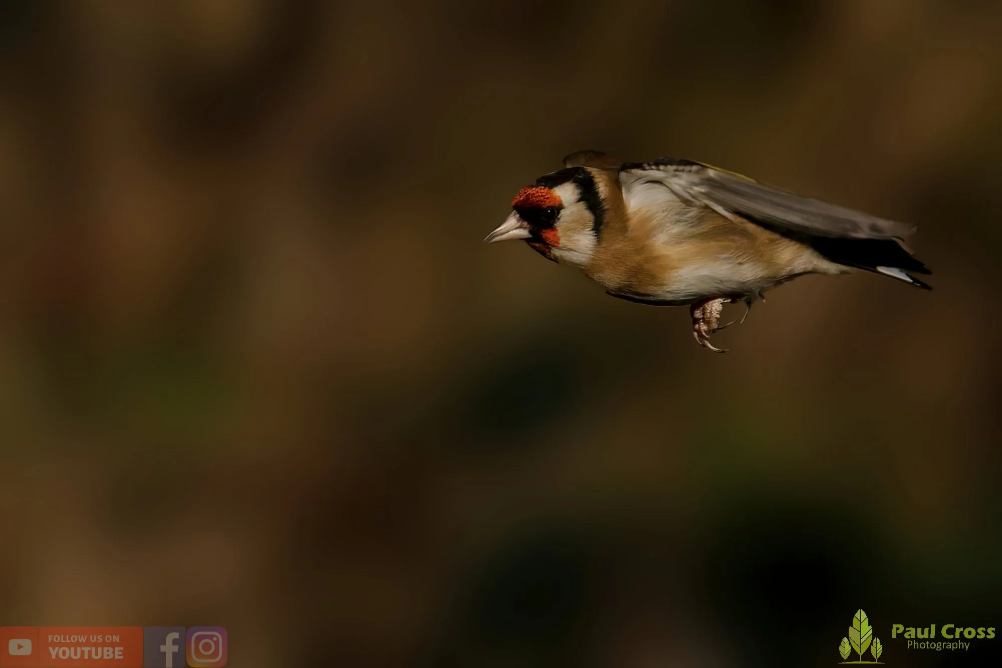 Goldfinch-00267.jpg
