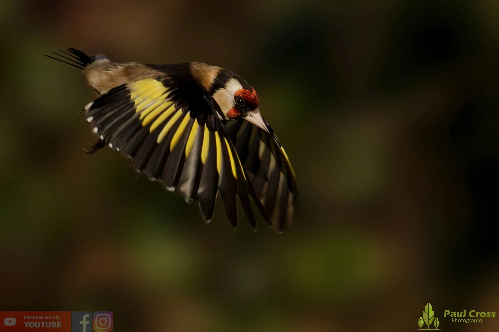 Goldfinch-00268.jpg