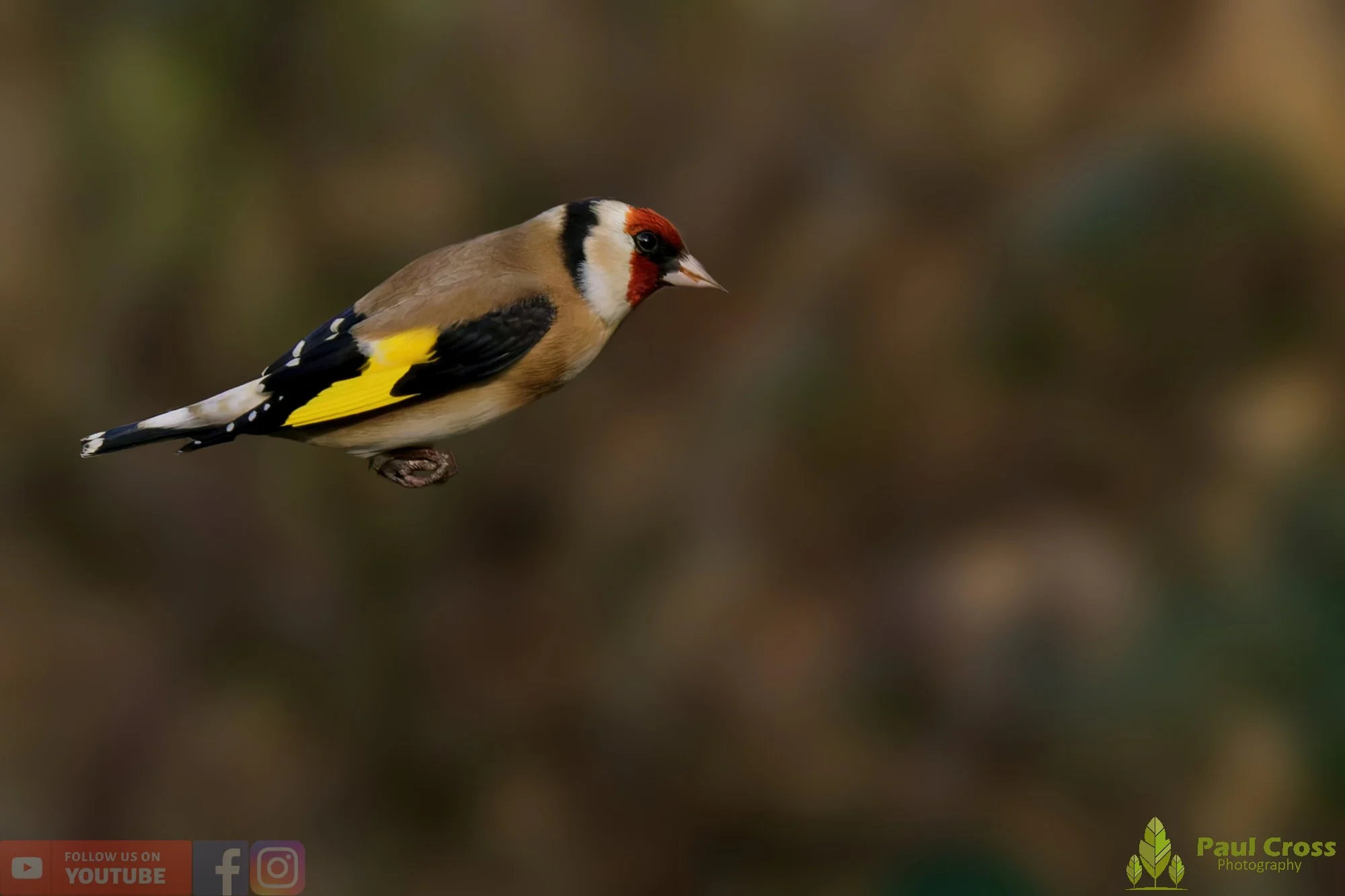 Goldfinch-00273.jpg