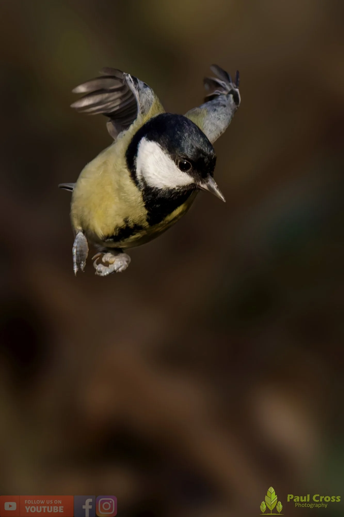 Great Tit-00326.jpg