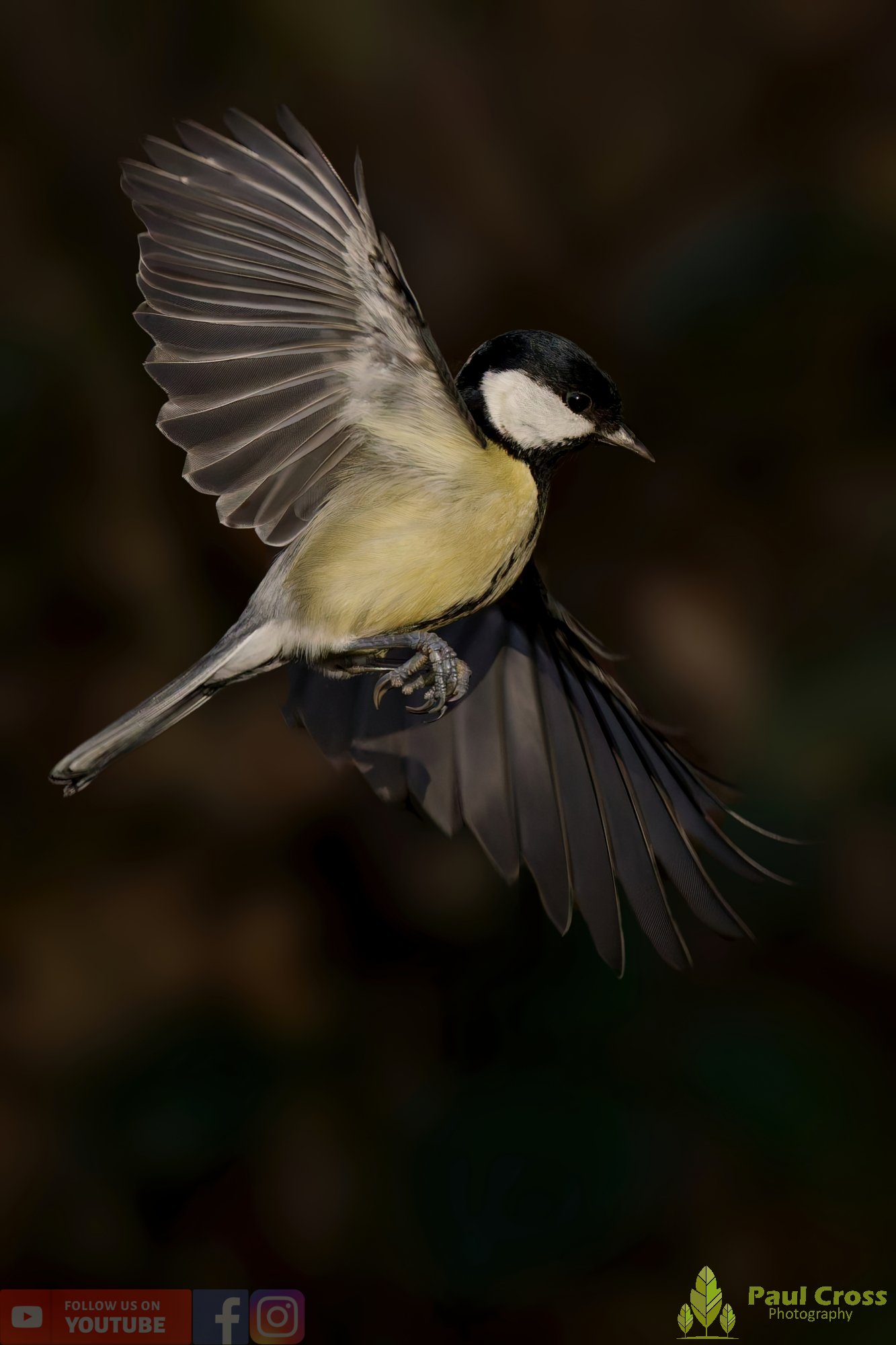 Great Tit-00327.jpg