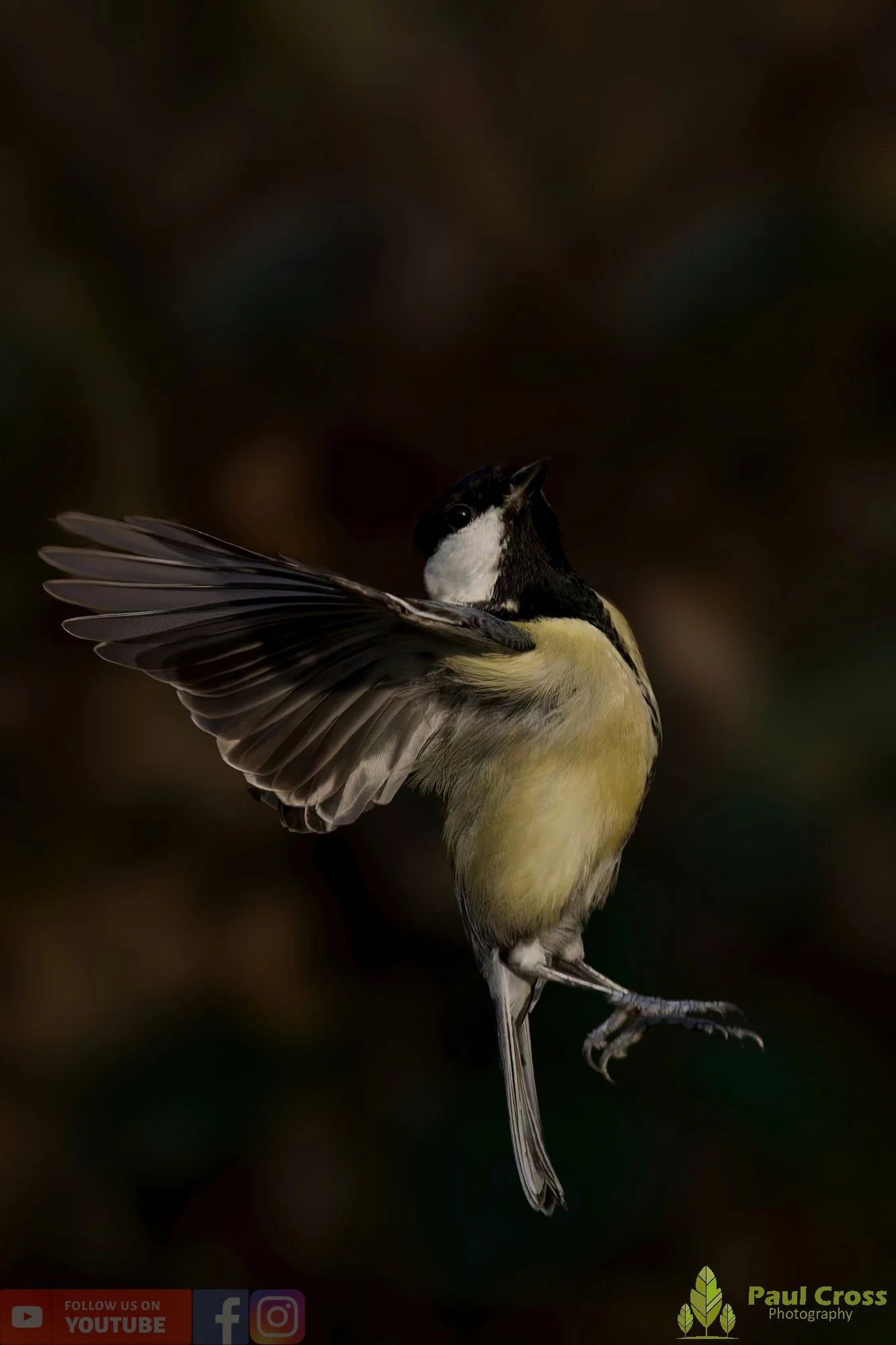 Great Tit-00328.jpg