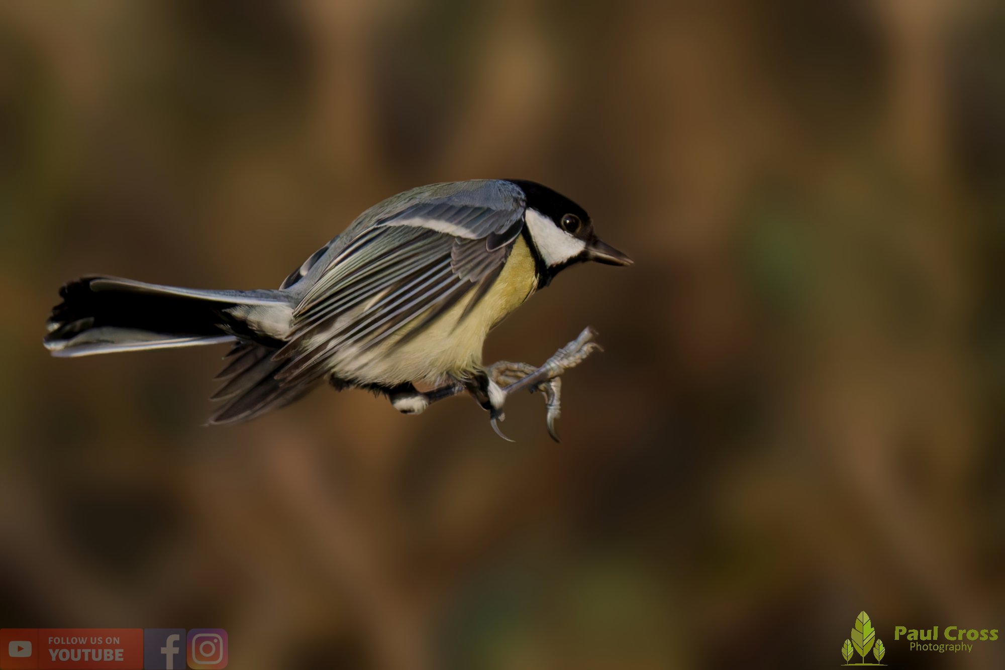 Great Tit-00330.jpg