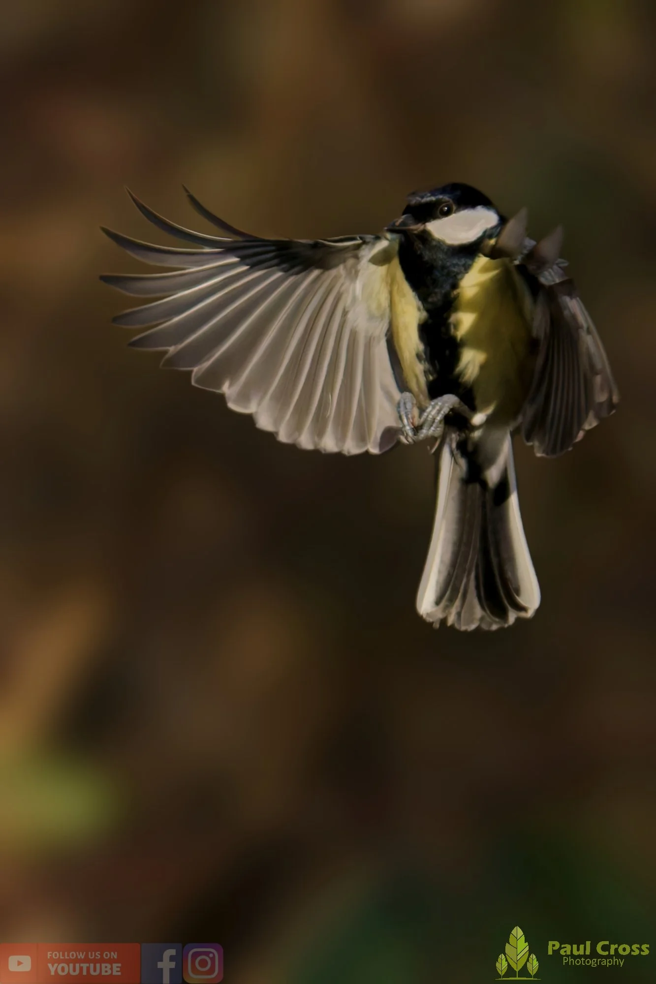 Great Tit-00331.jpg