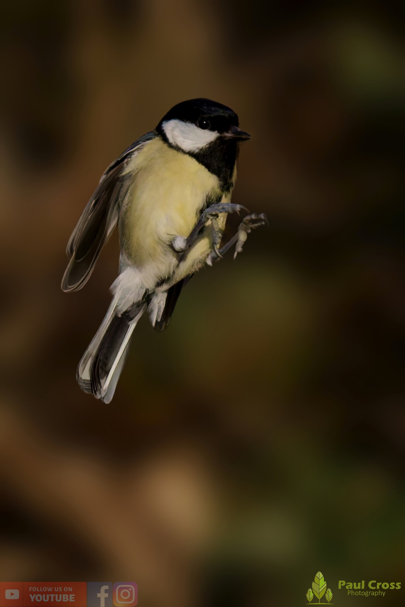 Great Tit-00332.jpg