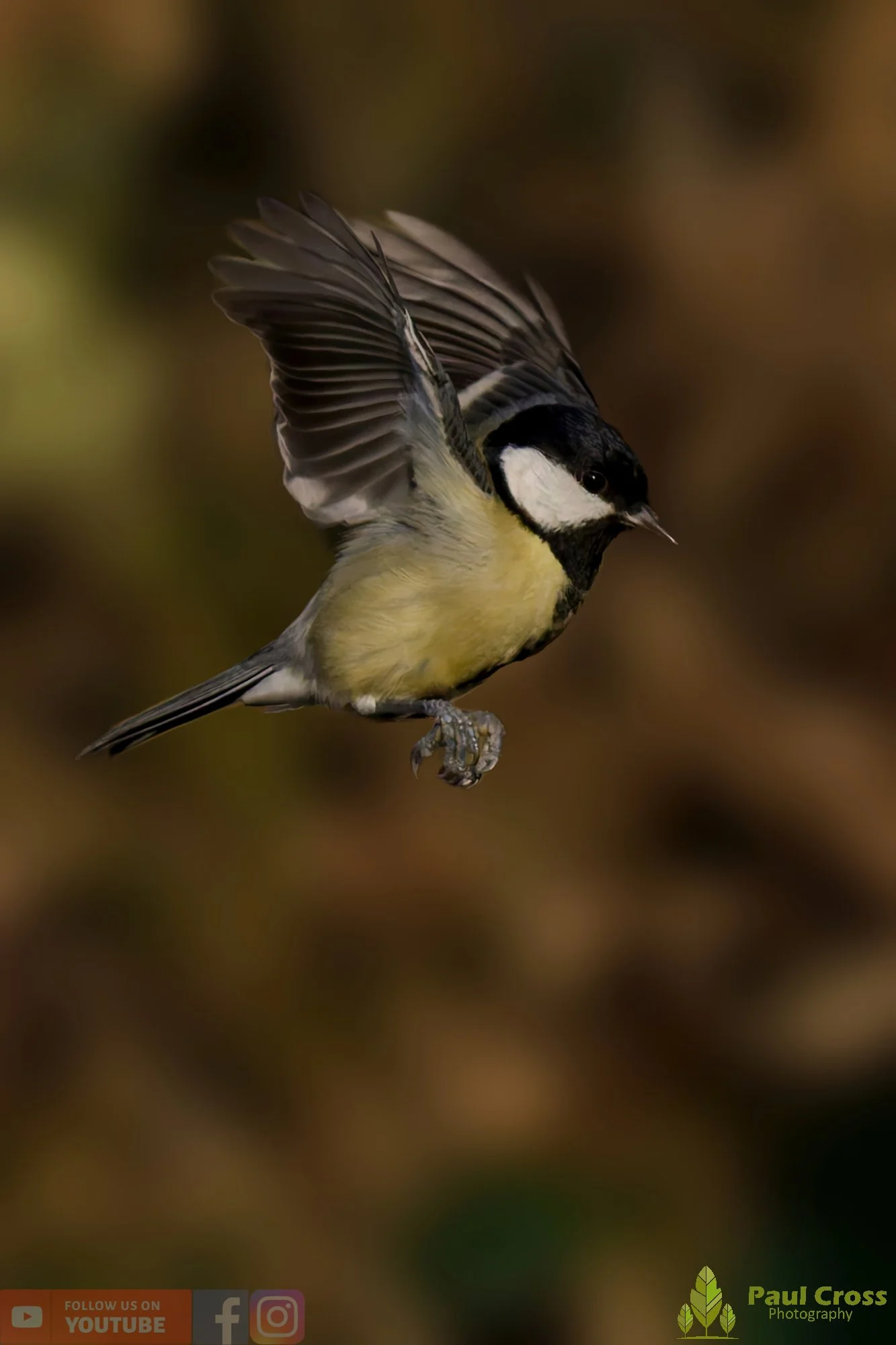 Great Tit-00333.jpg