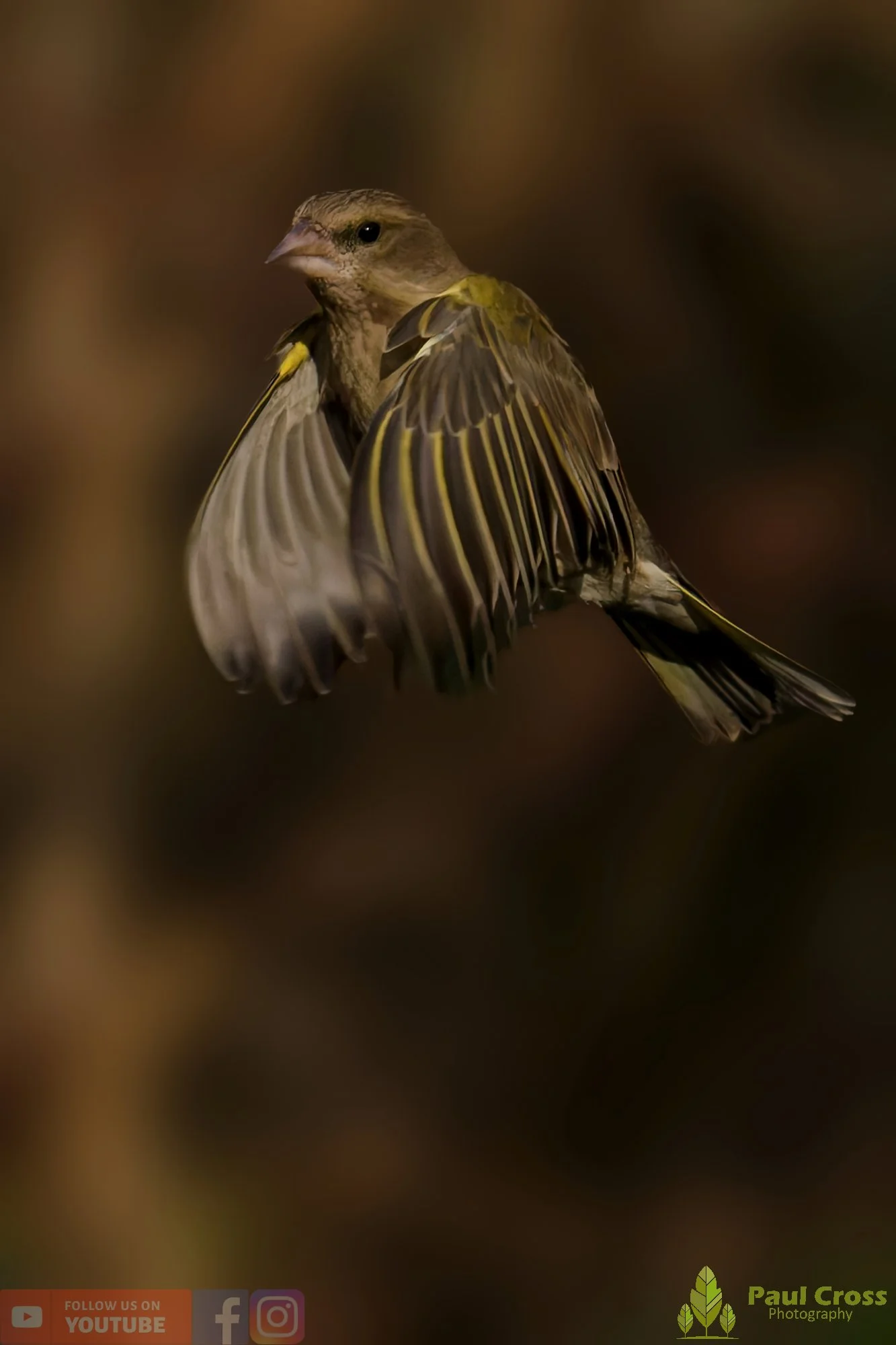 Greenfinch-00098.jpg