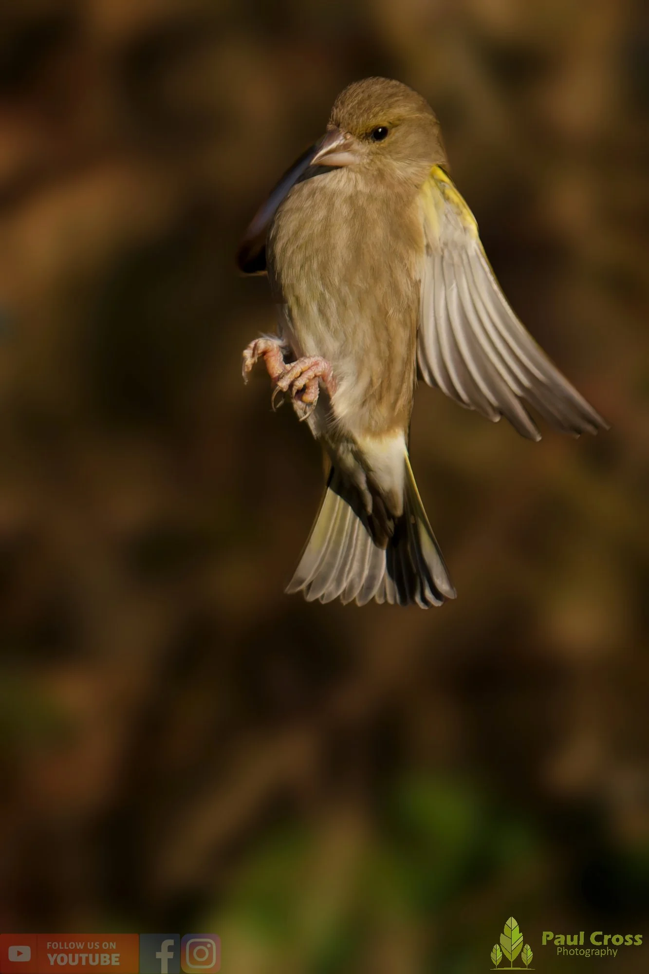Greenfinch-00100.jpg