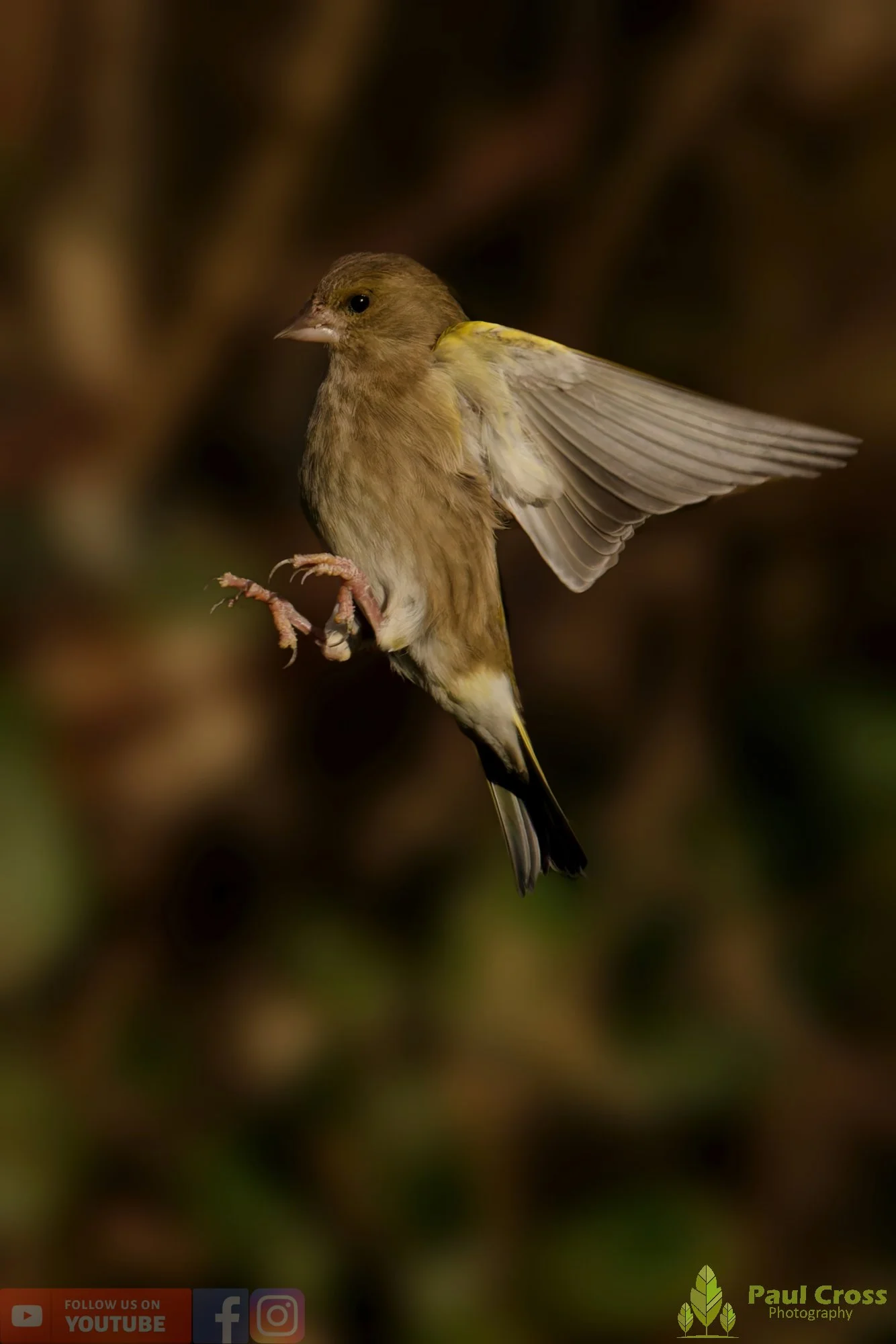 Greenfinch-00103.jpg