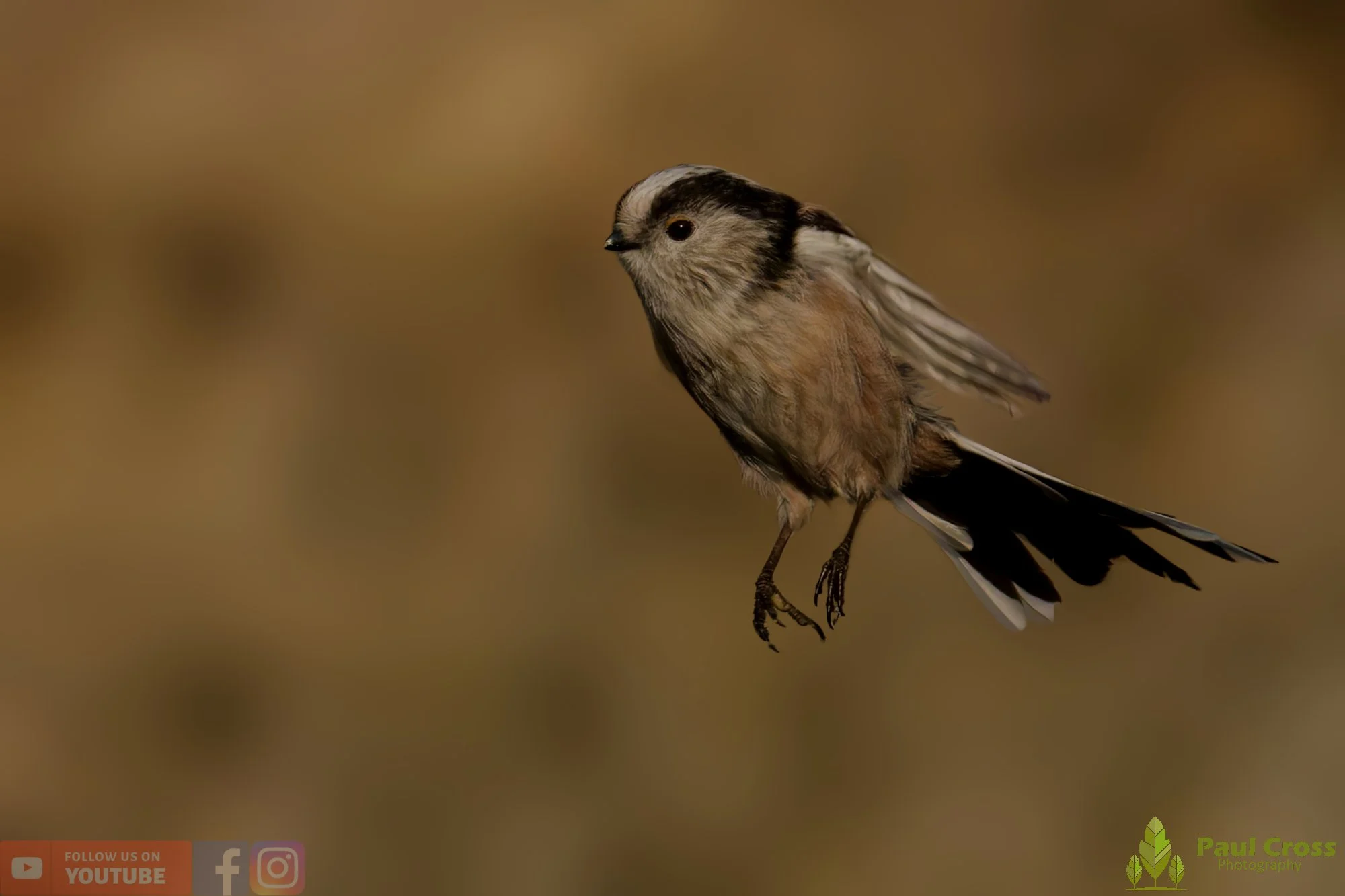 Long Tailed Tit-00331.jpg