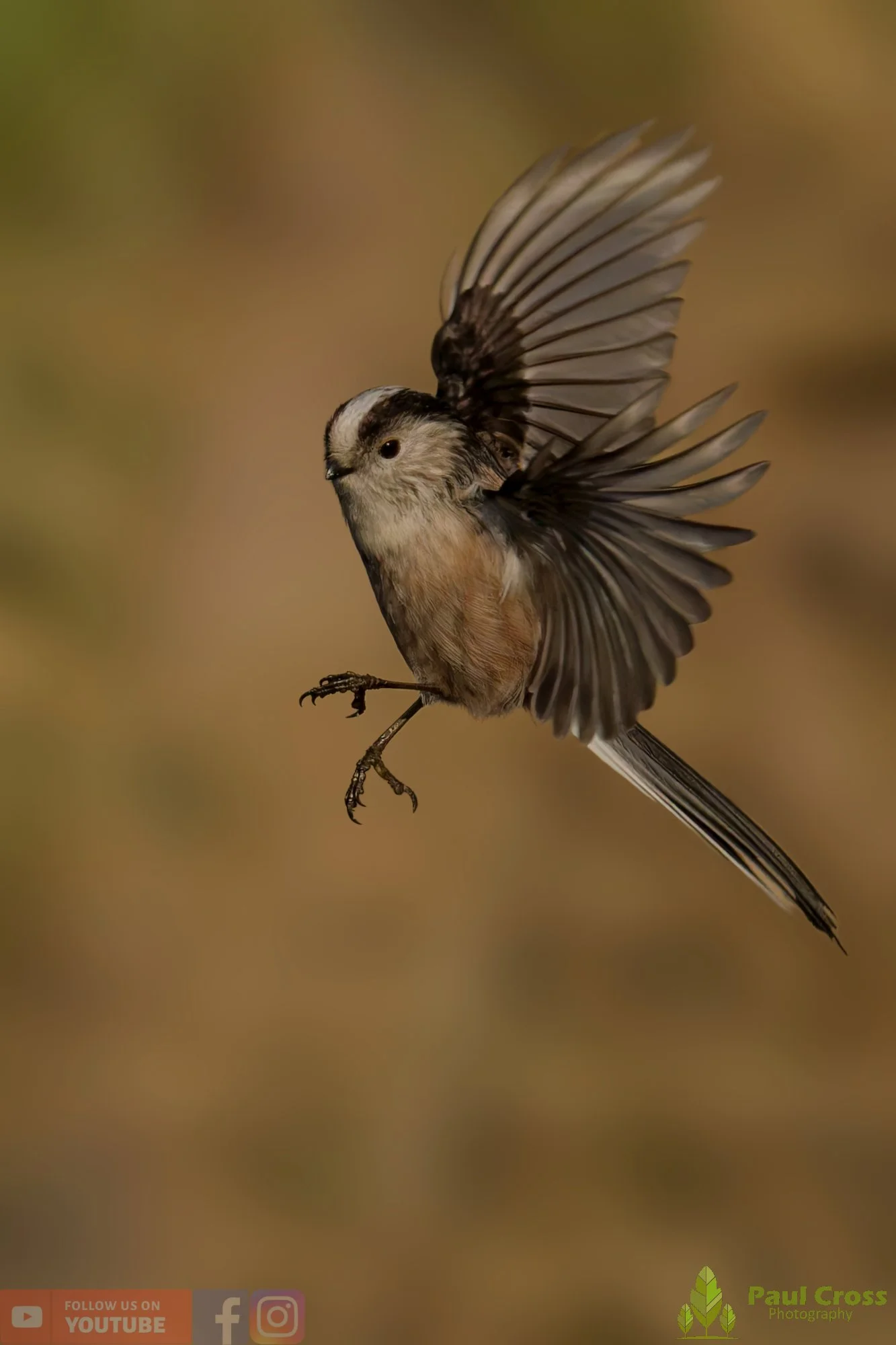 Long Tailed Tit-00332.jpg