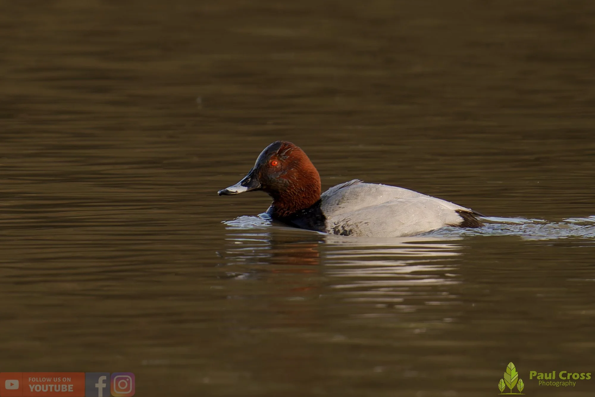 Pochard-00074.jpg