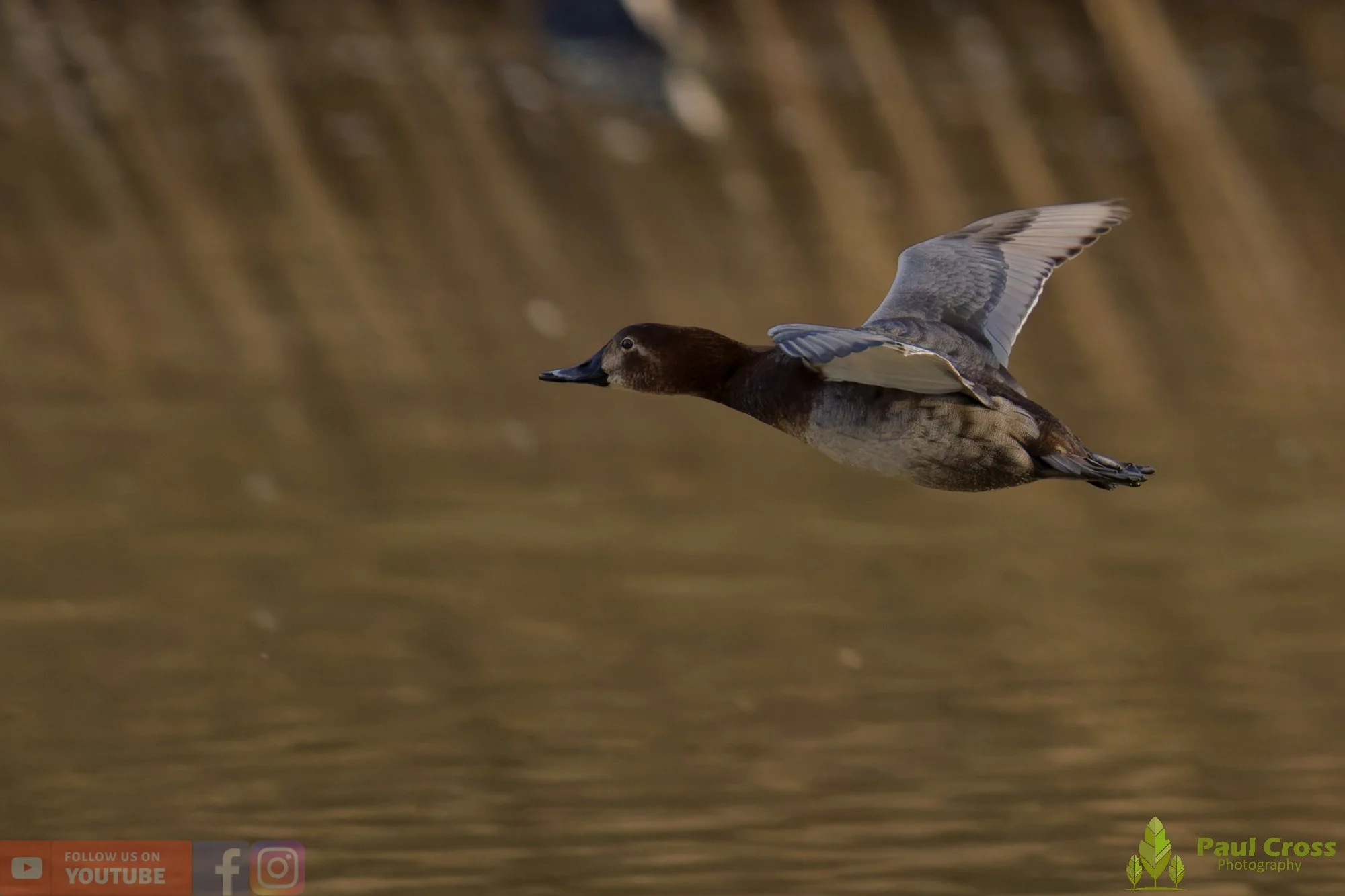 Pochard-00073.jpg