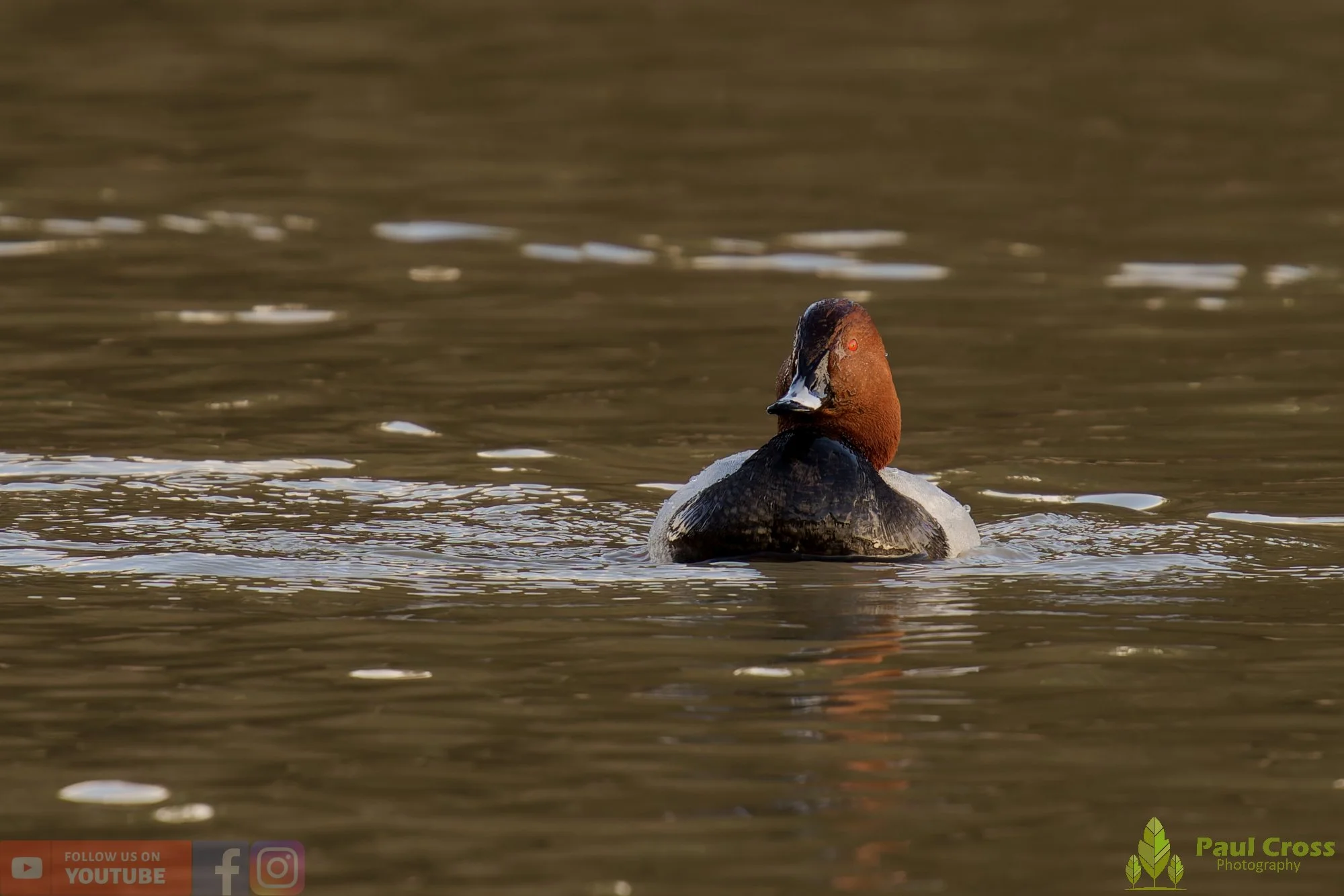 Pochard-00075.jpg