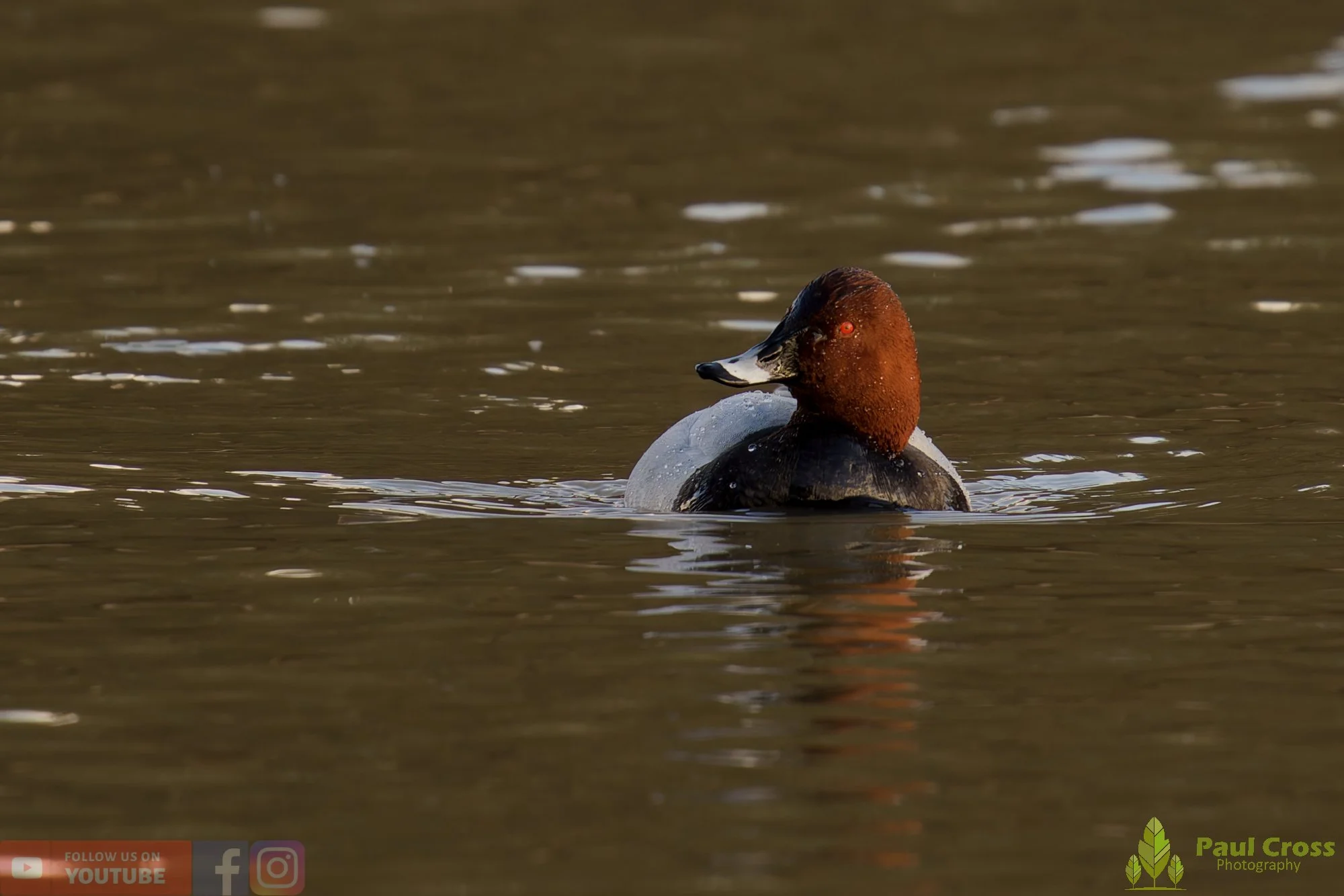 Pochard-00076.jpg