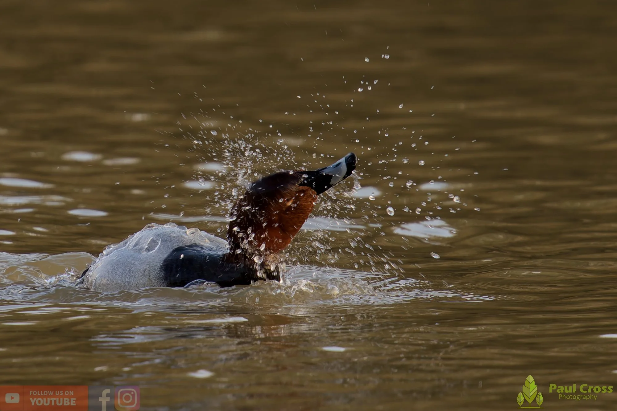 Pochard-00078.jpg