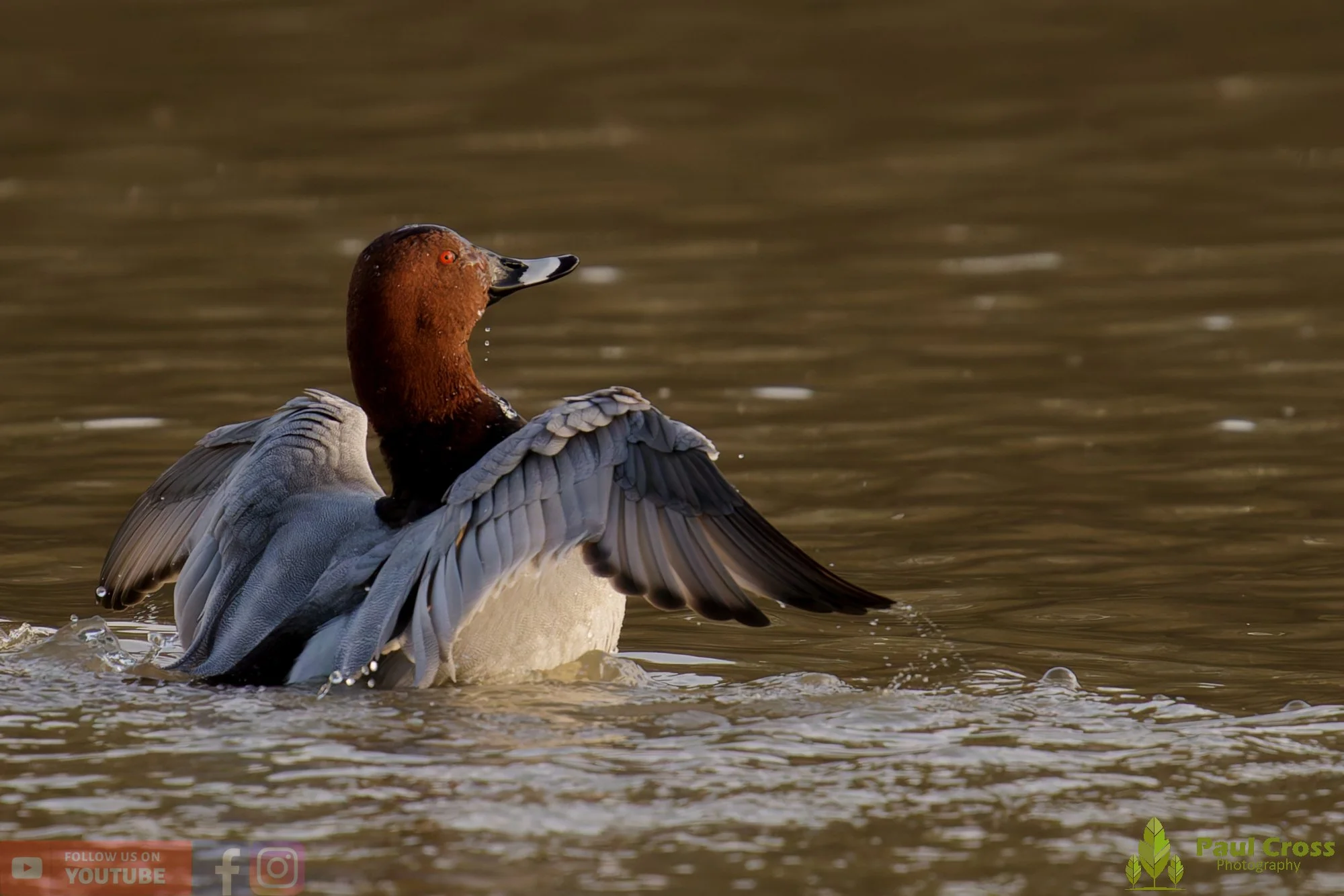 Pochard-00079.jpg