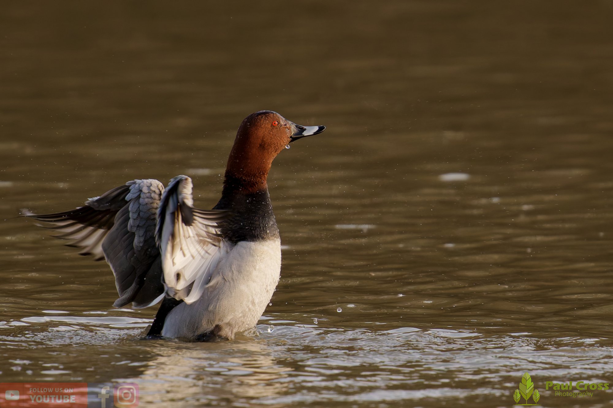 Pochard-00080.jpg