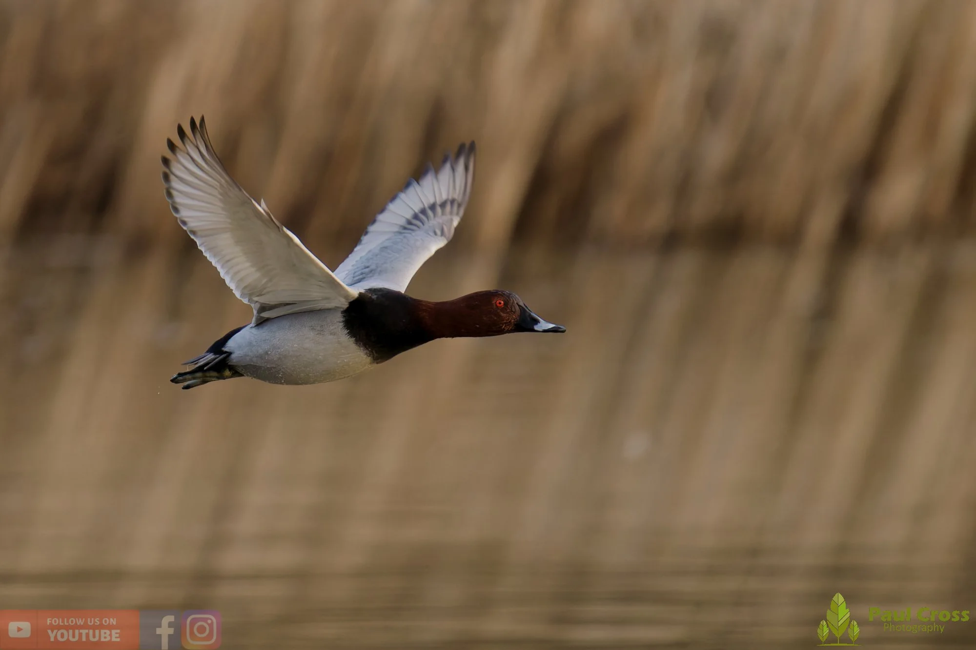 Pochard-00084.jpg