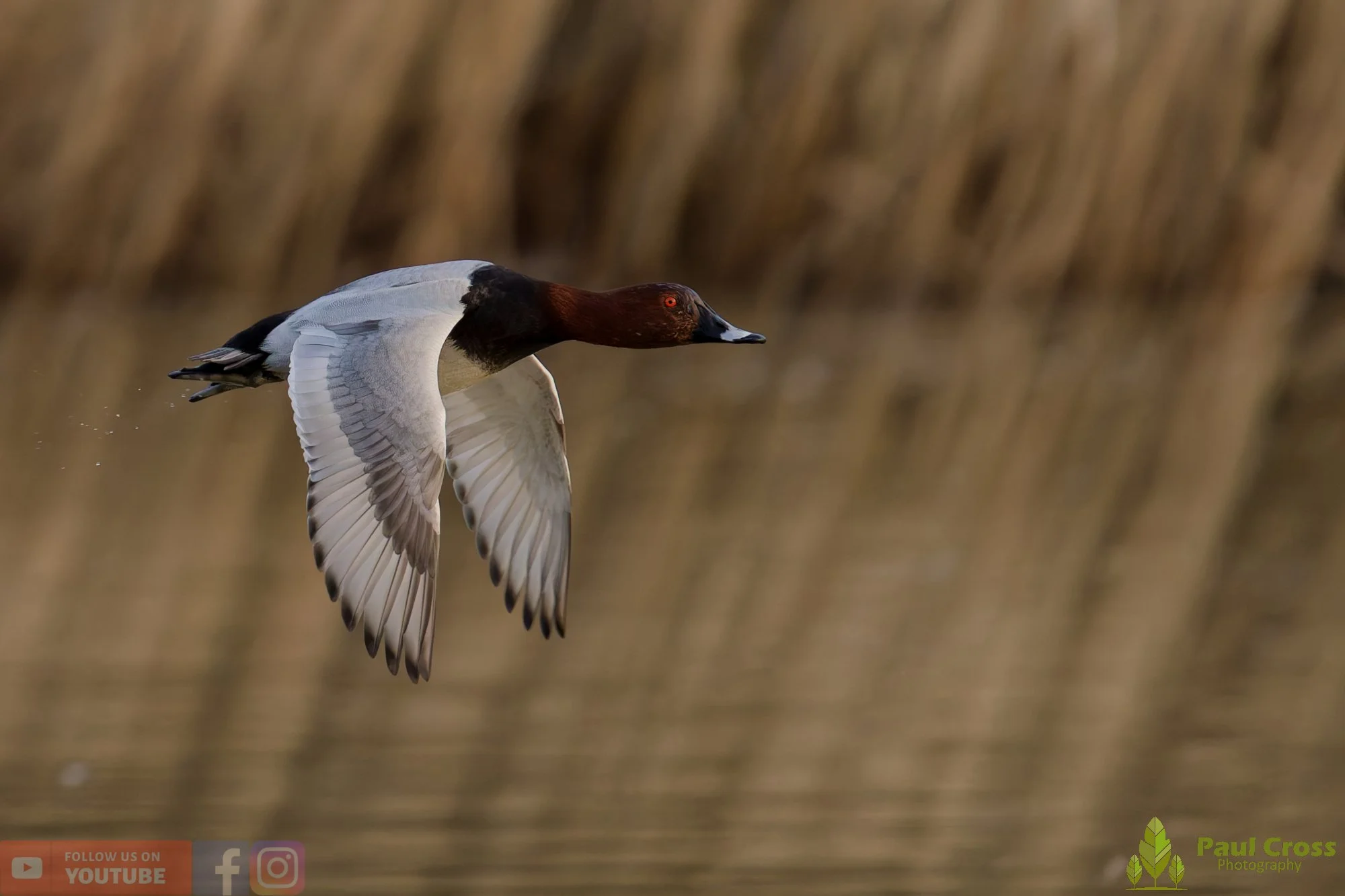 Pochard-00085.jpg