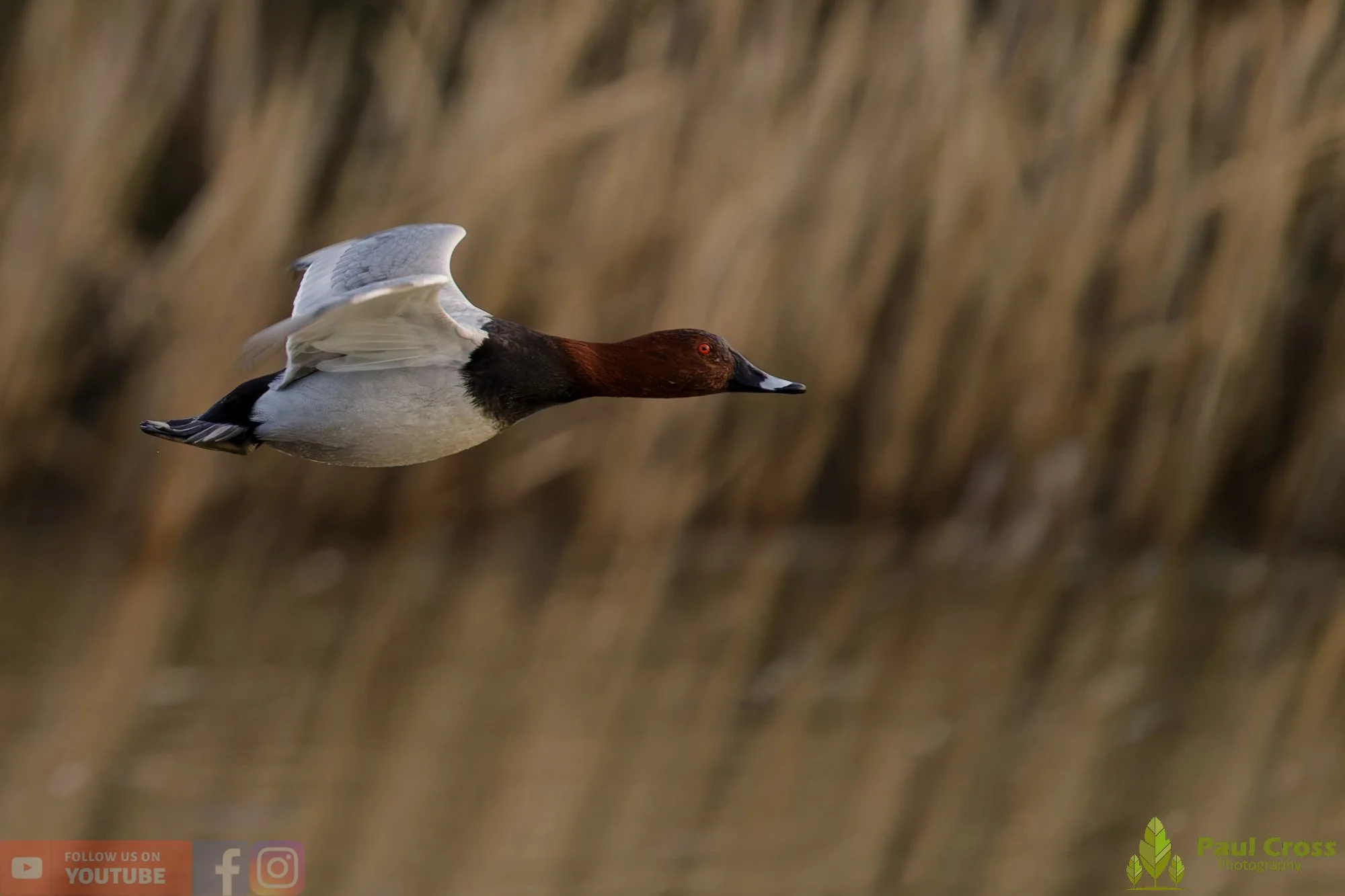 Pochard-00087.jpg