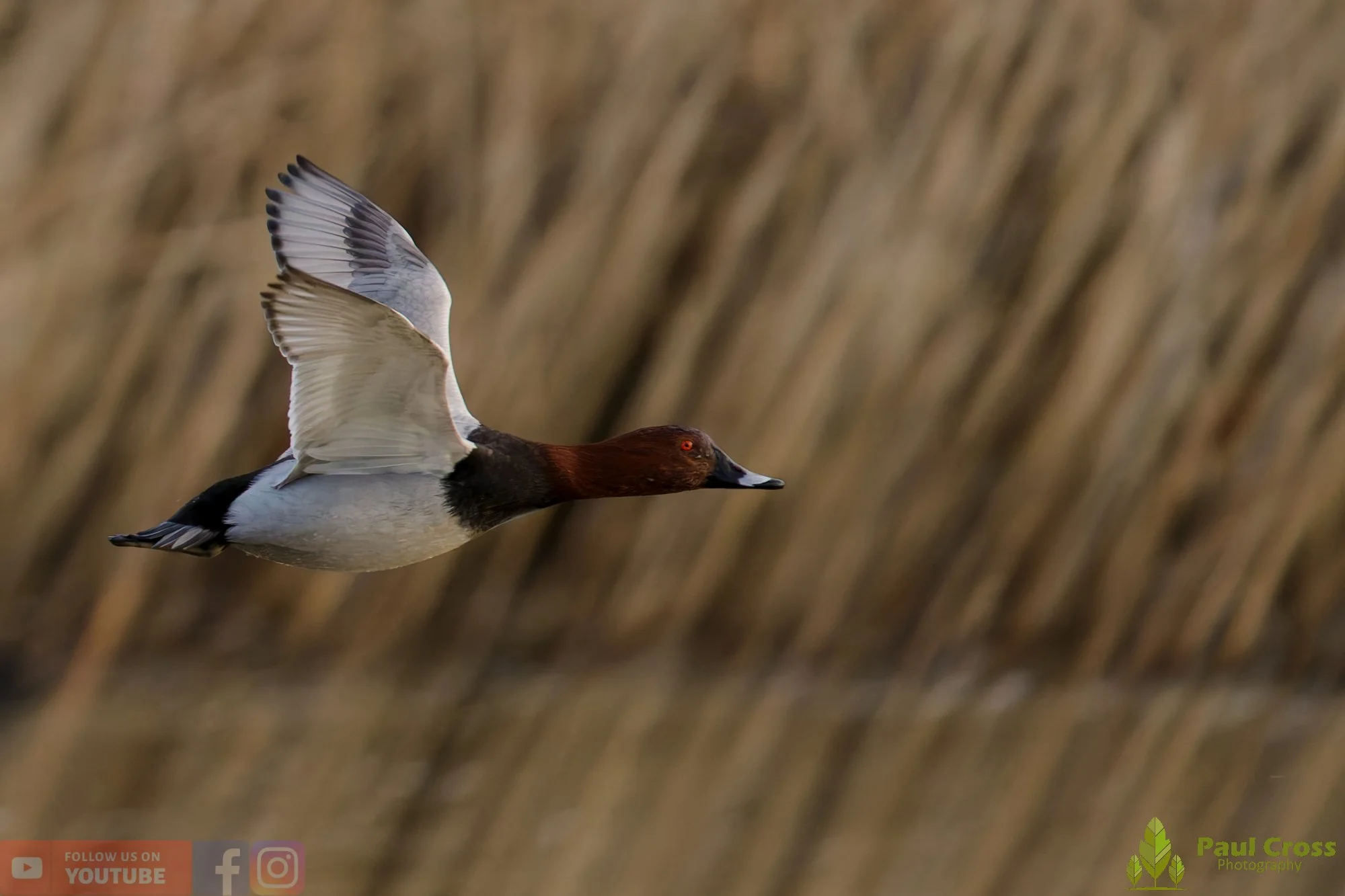 Pochard-00088.jpg