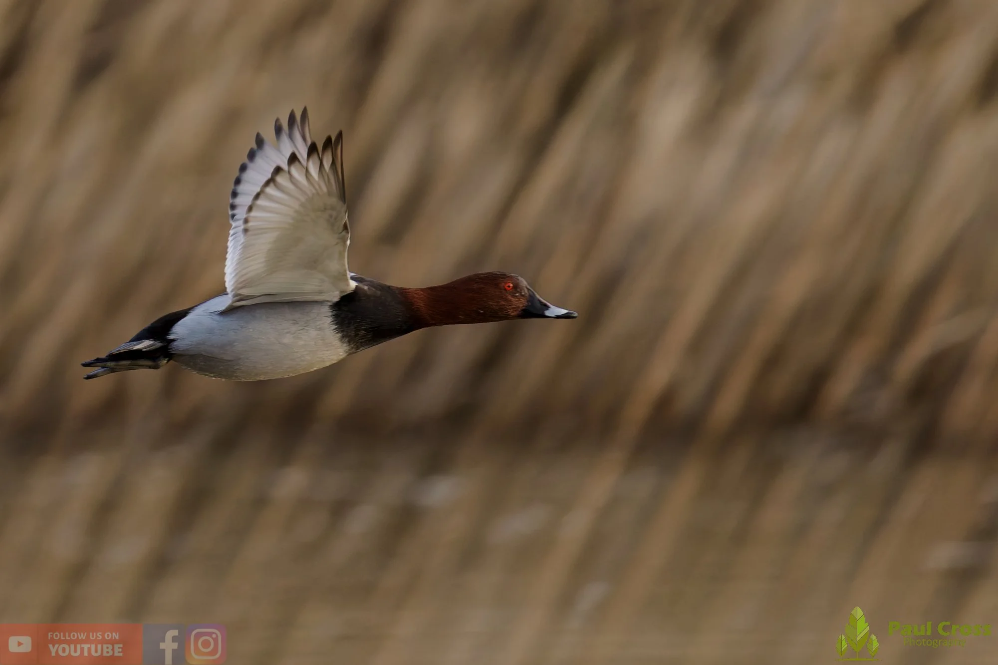 Pochard-00089.jpg
