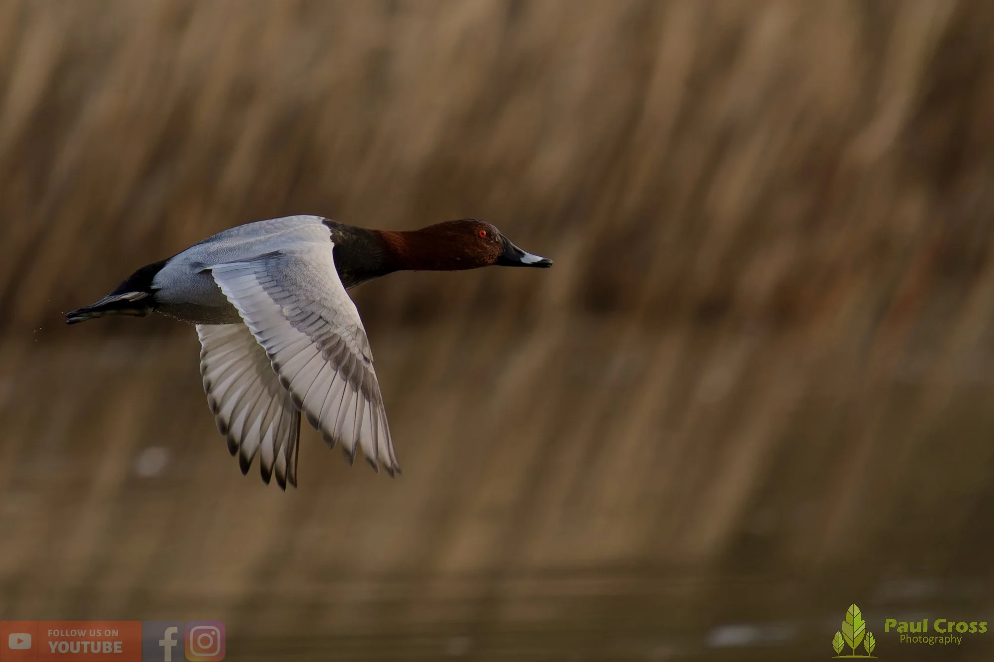 Pochard-00090.jpg