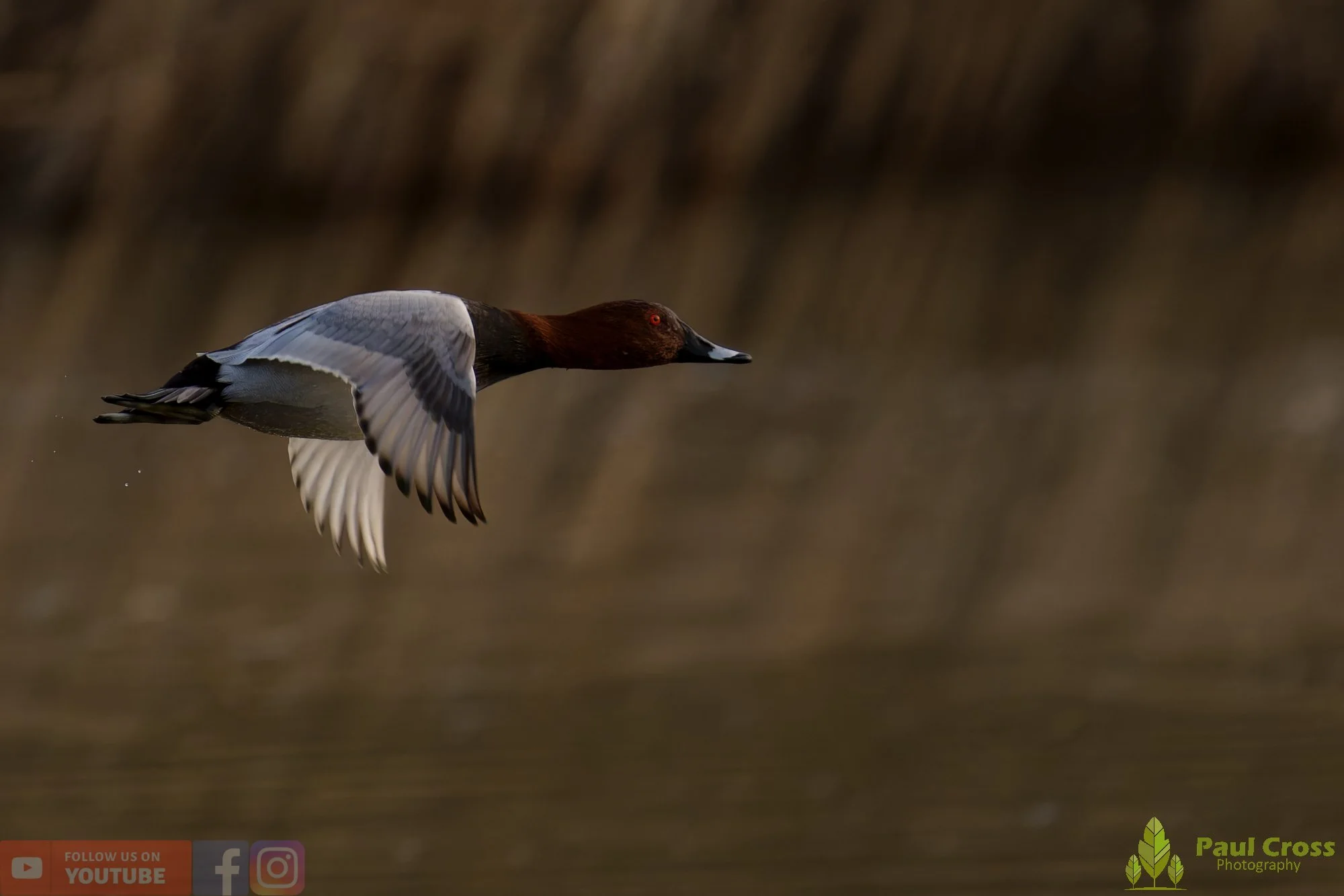 Pochard-00091.jpg
