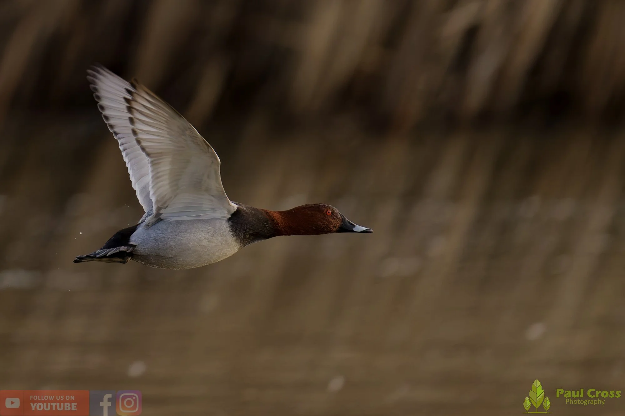 Pochard-00092.jpg