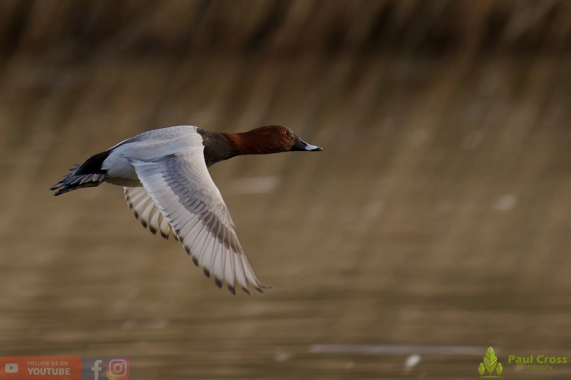 Pochard-00093.jpg