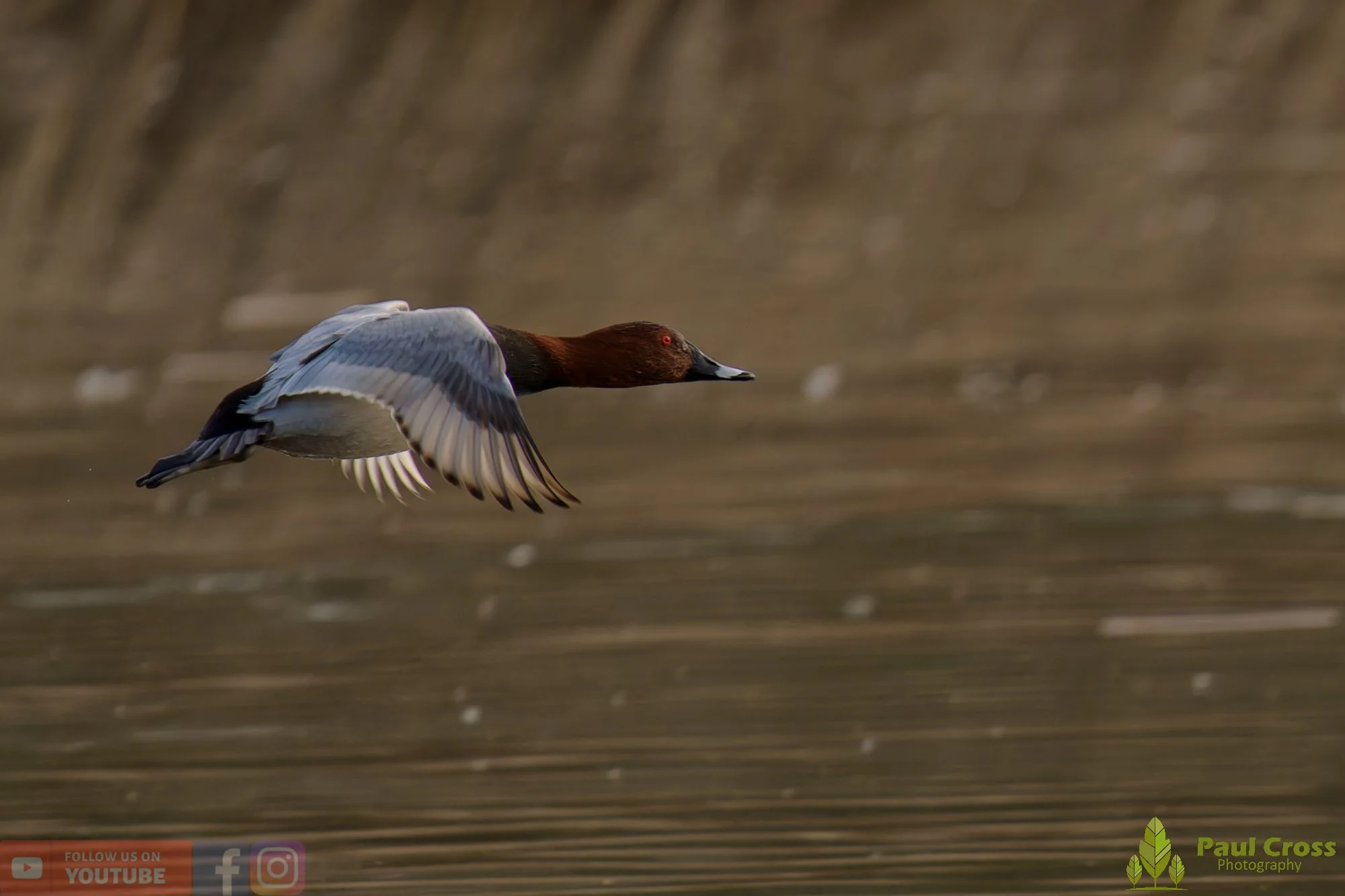 Pochard-00094.jpg