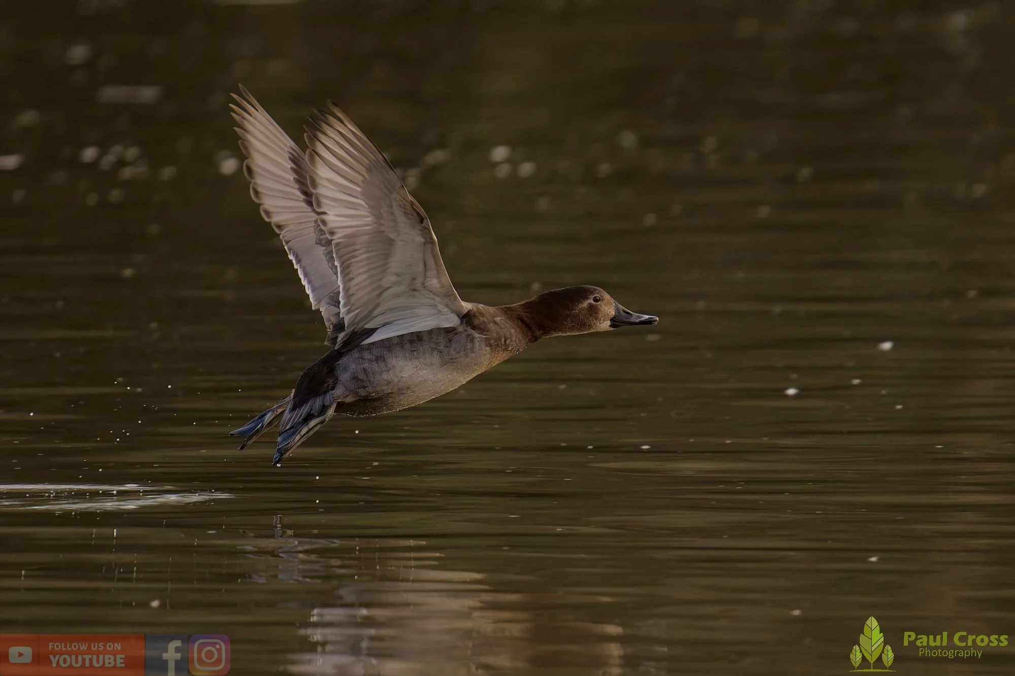 Pochard-00096.jpg