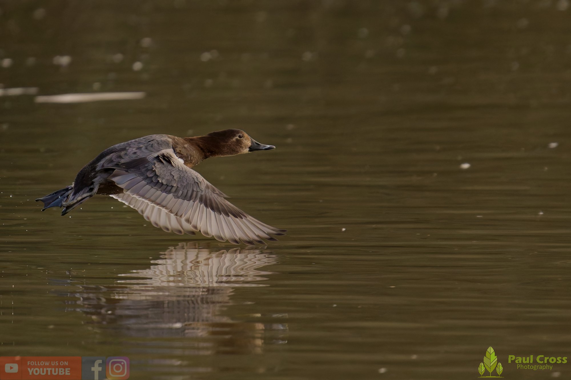 Pochard-00097.jpg