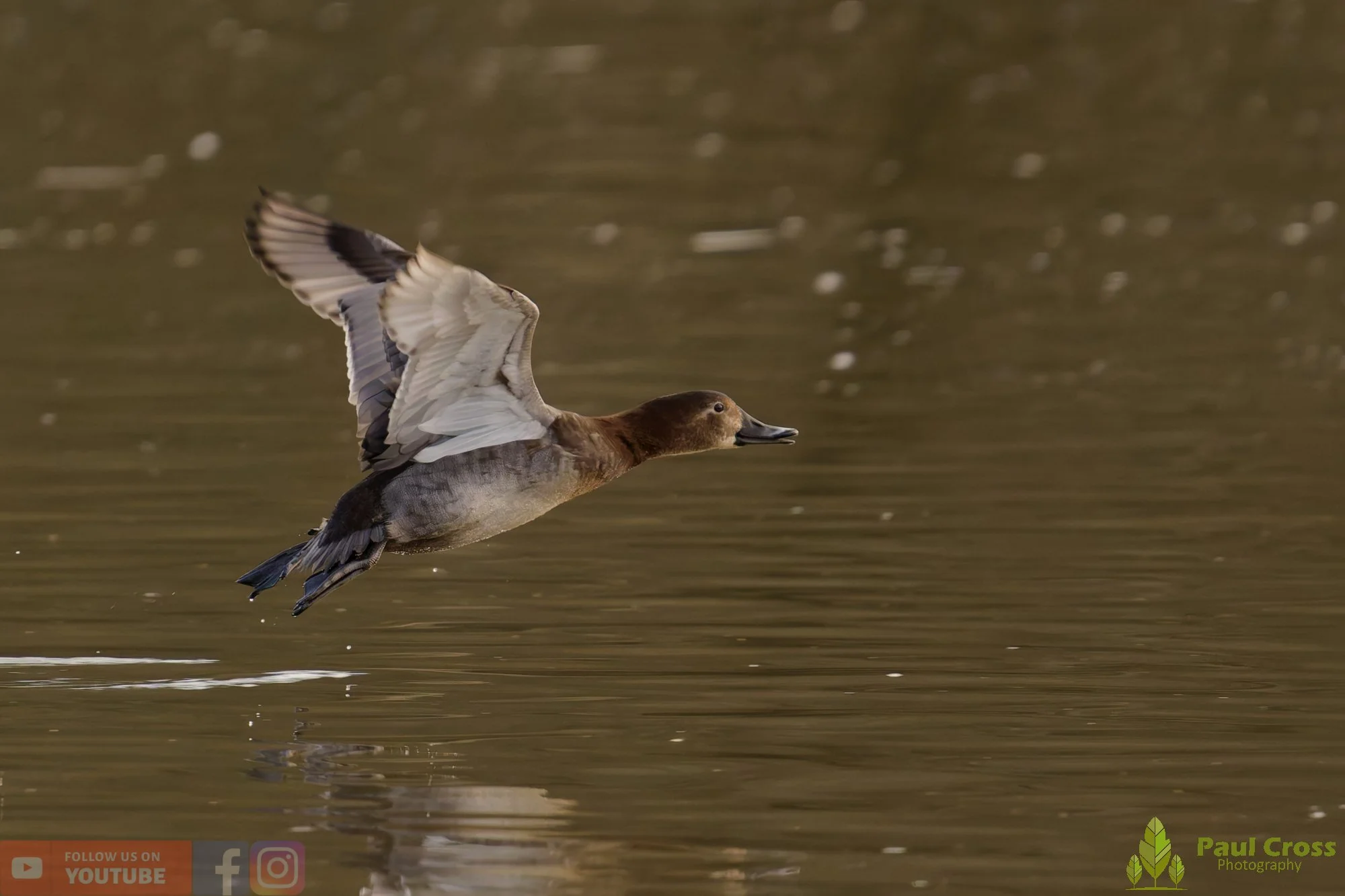Pochard-00098.jpg