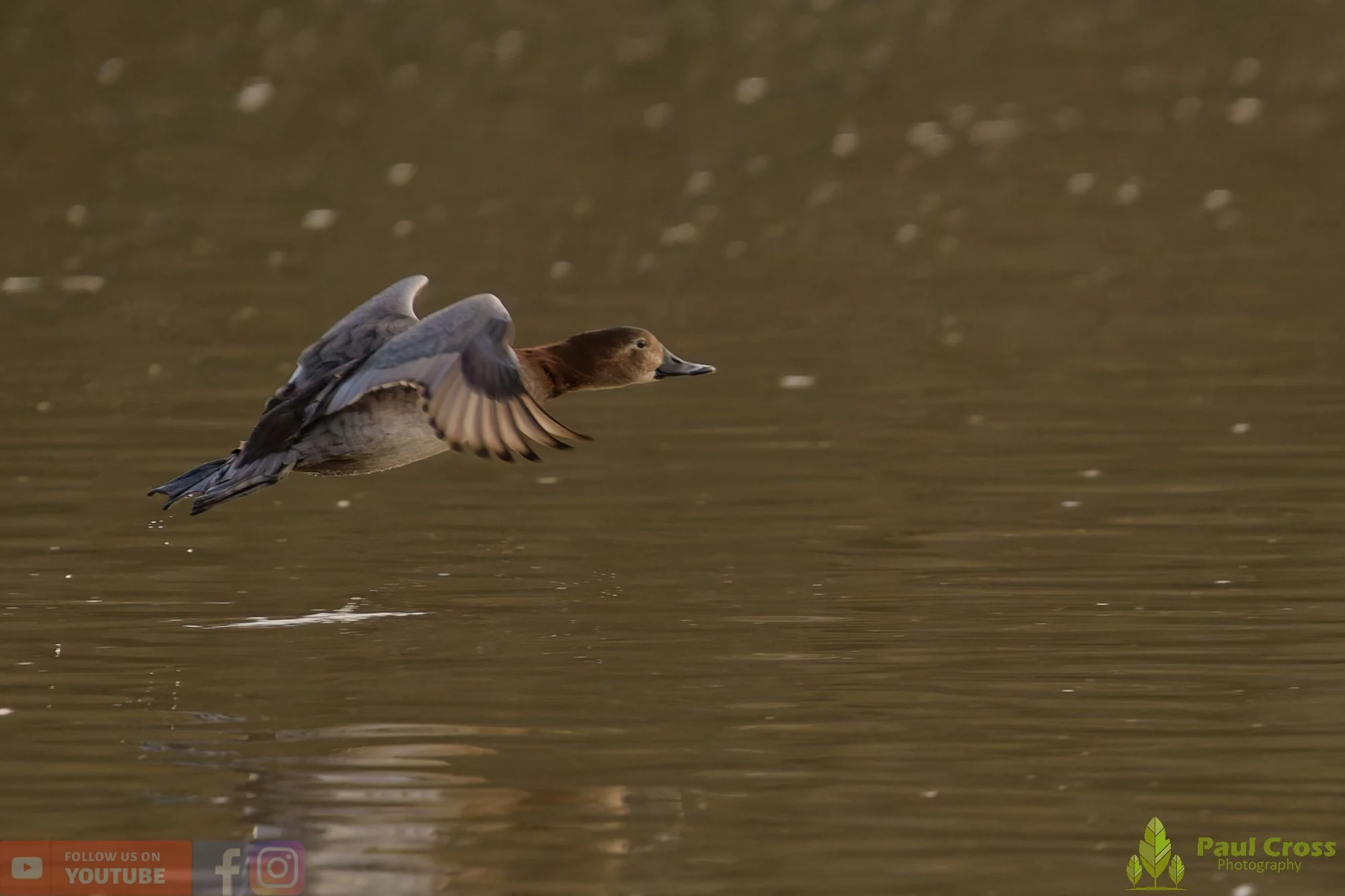 Pochard-00099.jpg