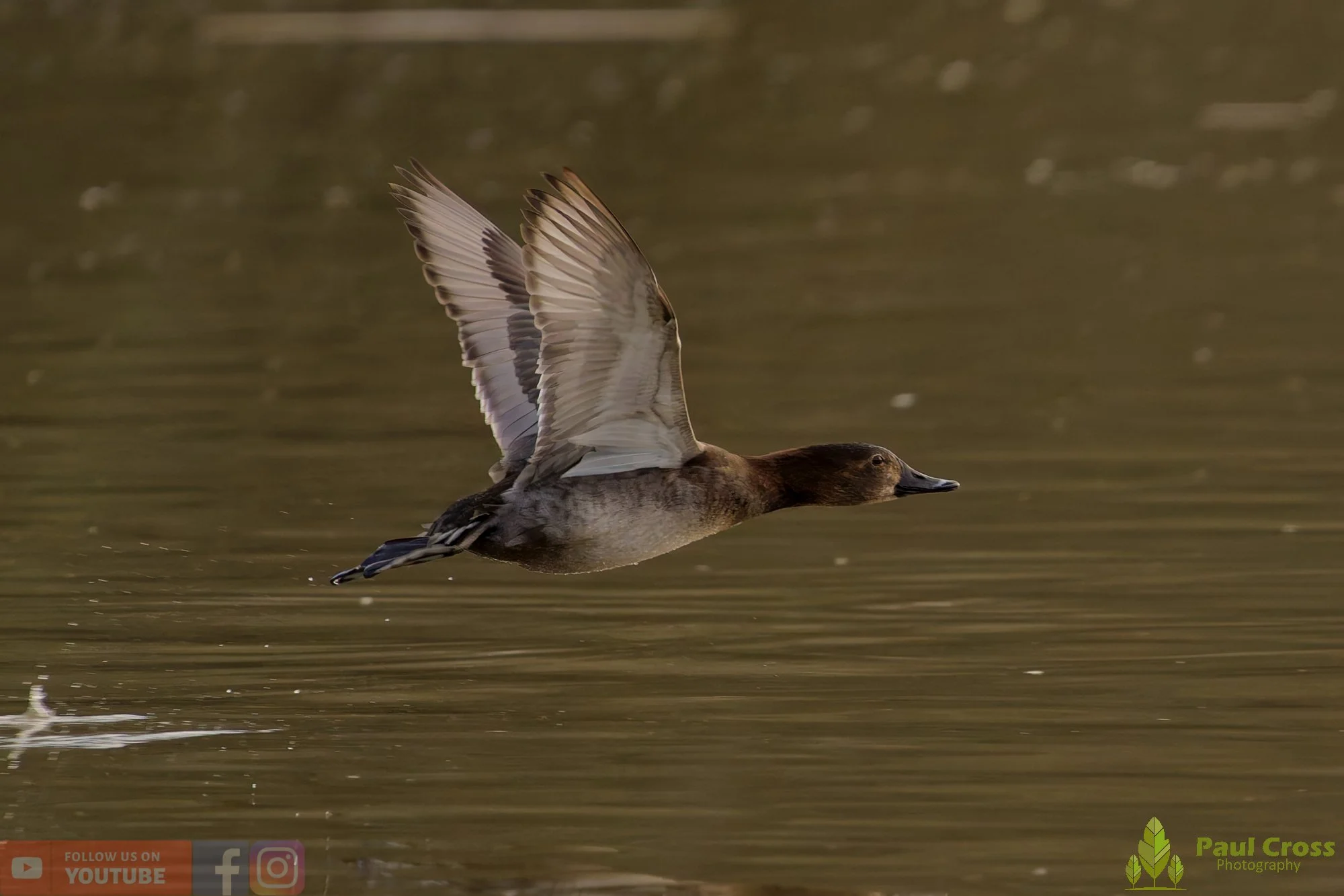 Pochard-00100.jpg