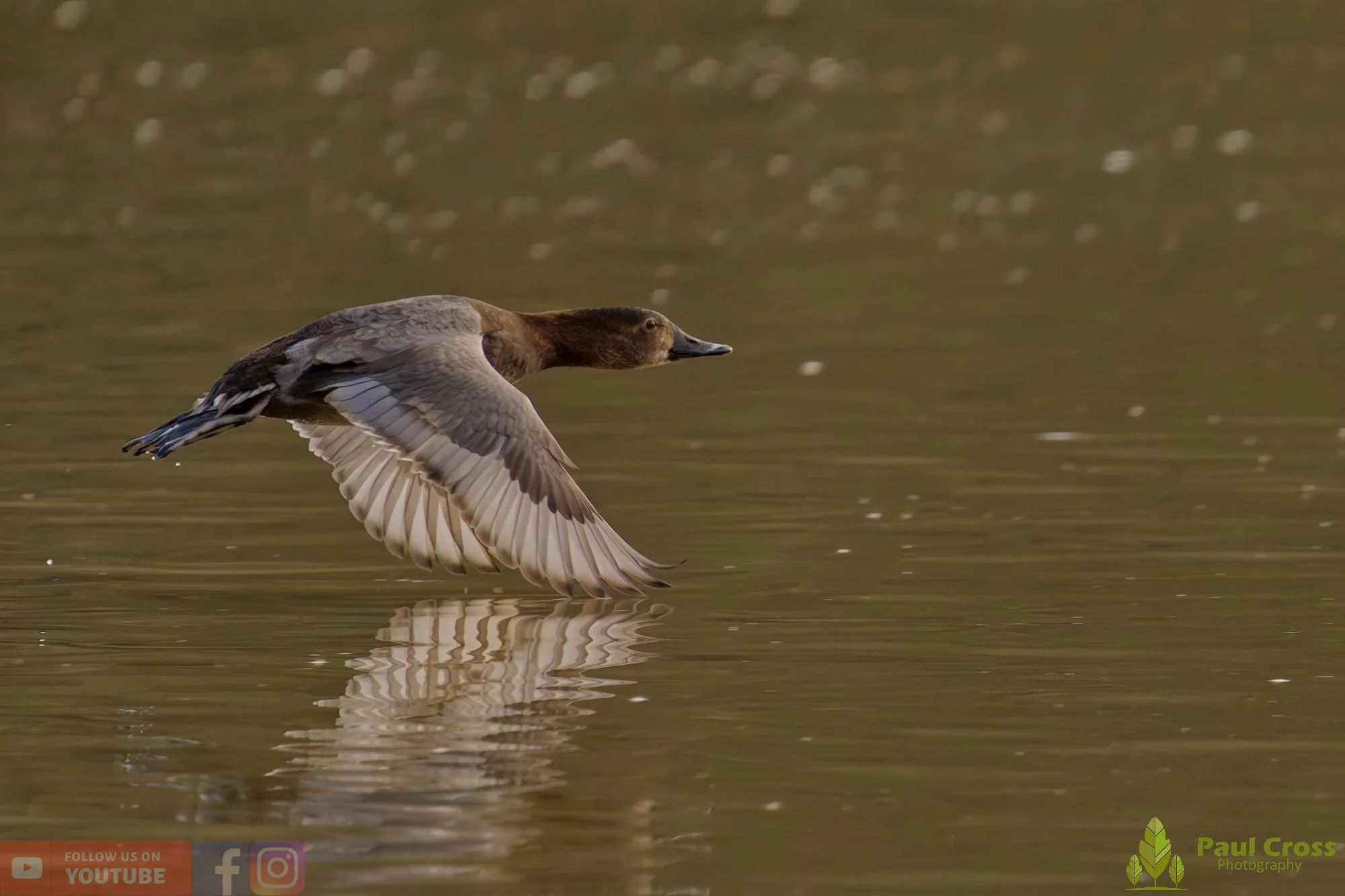 Pochard-00101.jpg