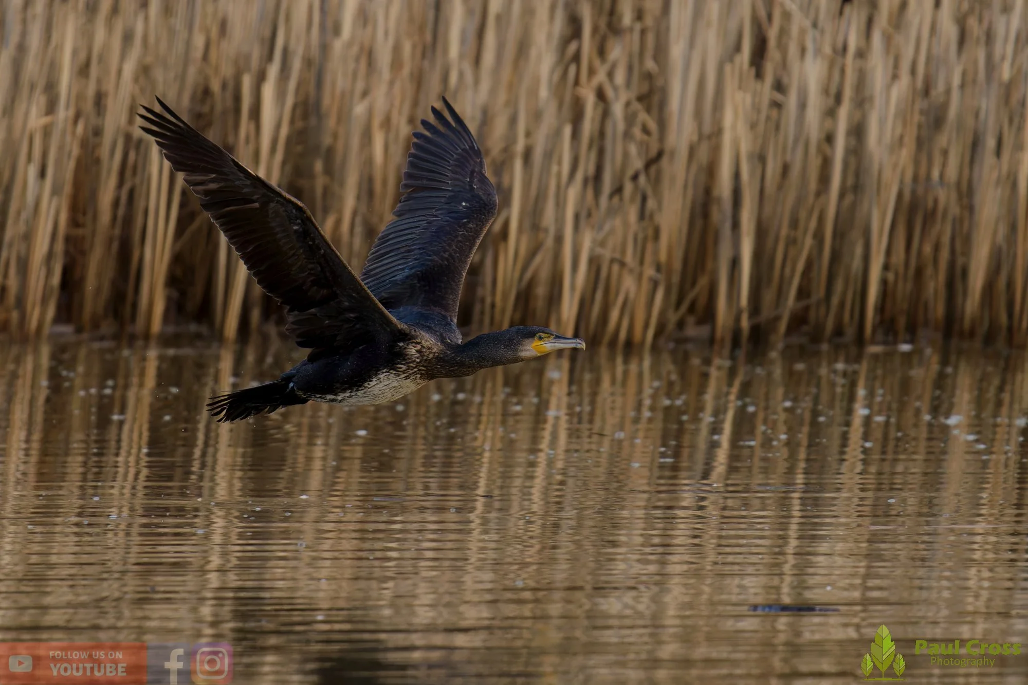 Cormorant-00362.jpg