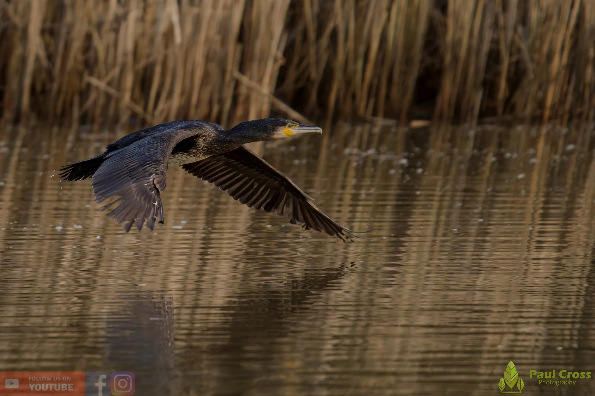 Cormorant-00363.jpg