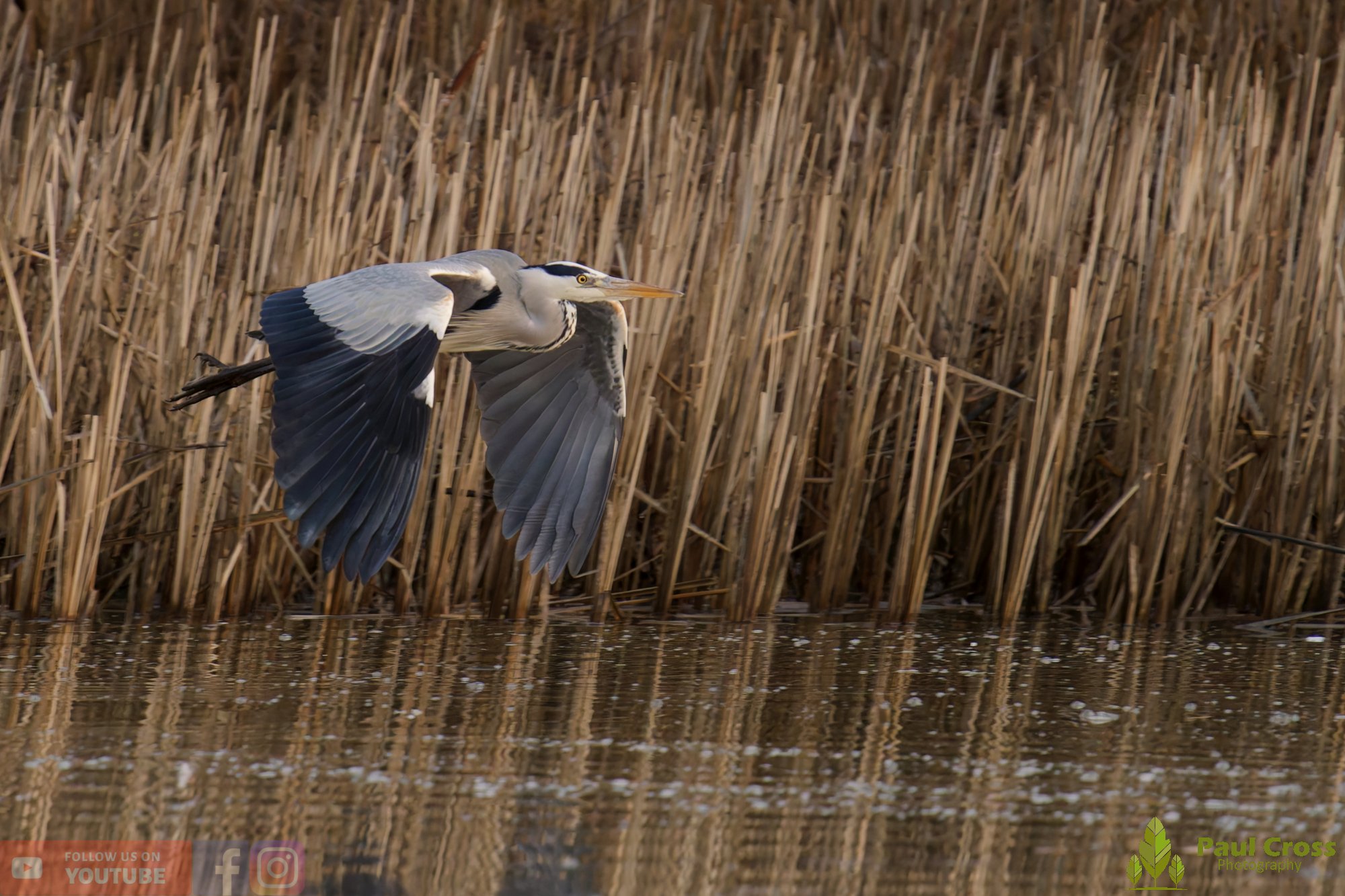 Grey Heron-00667.jpg